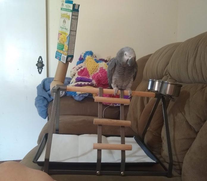 Parrot Bird Perch Table Top Stand Metal Wood 2 Steel Cups Play for Medium and Large Breeds 17.5