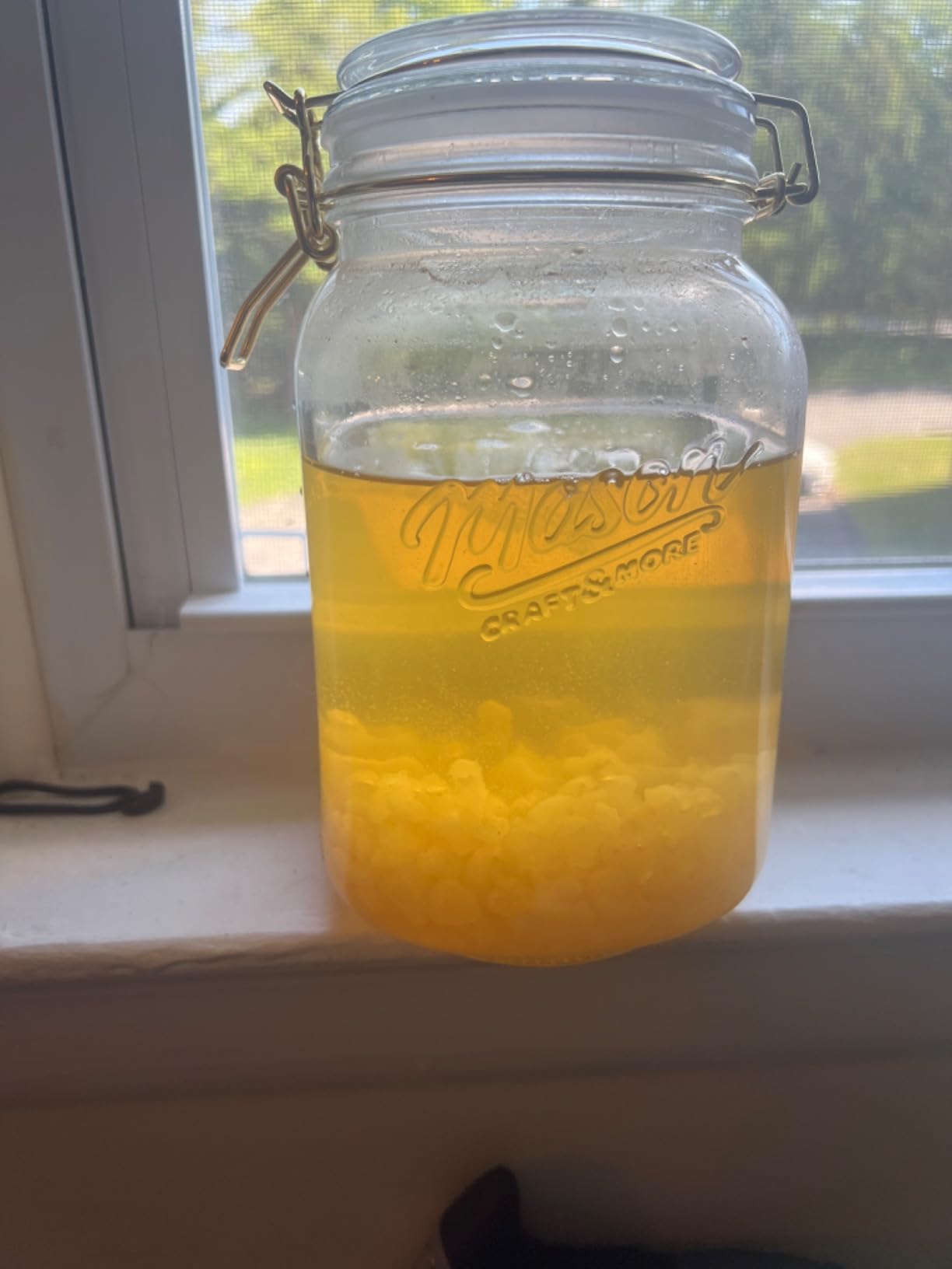 One SEALED Glass Jar HALF Cup Original Florida Sun Kefir Live Water Kefir Grains customer photo 2