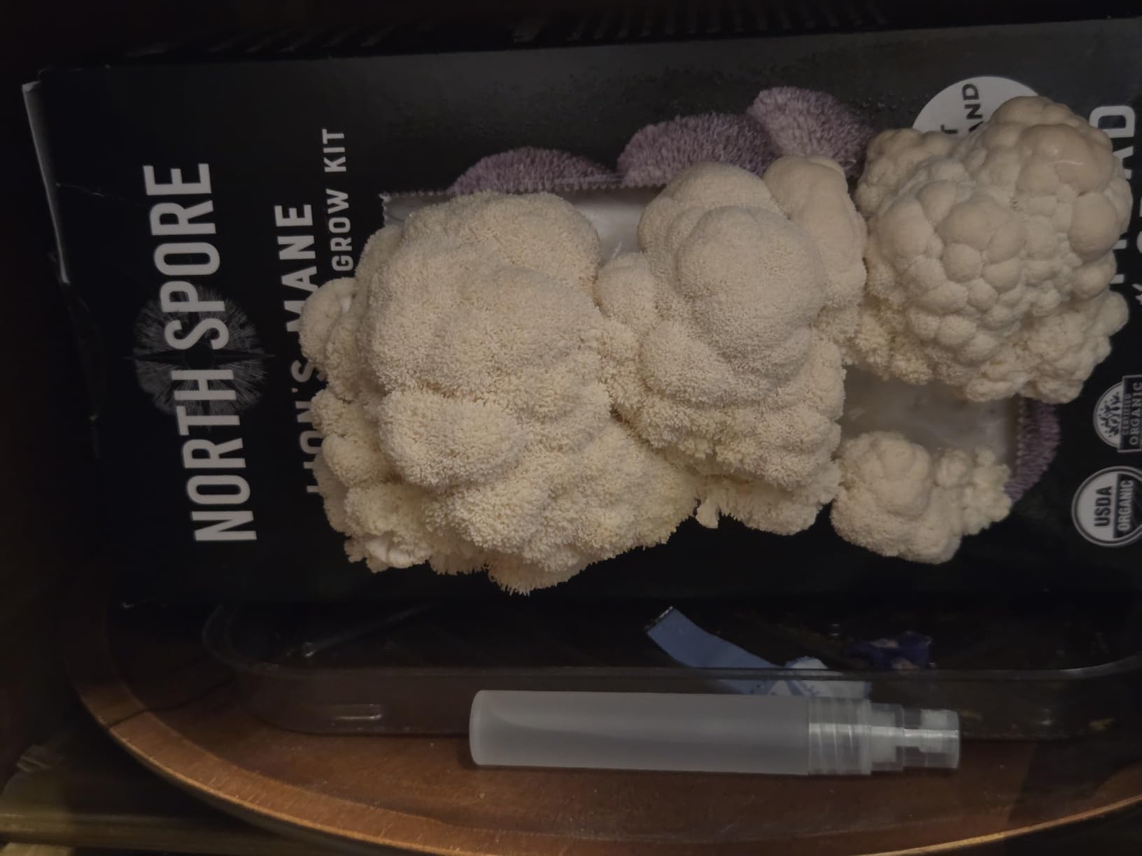 North Spore Organic Lion's Mane Mushroom Grow Kit, 4 lbs | Beginner-friendly Mushroom Spray & Grow Kit, USDA-Certified Organic, Harvest in 14-21 Days, Non-GMO, Handmade in Maine, USA customer photo 2