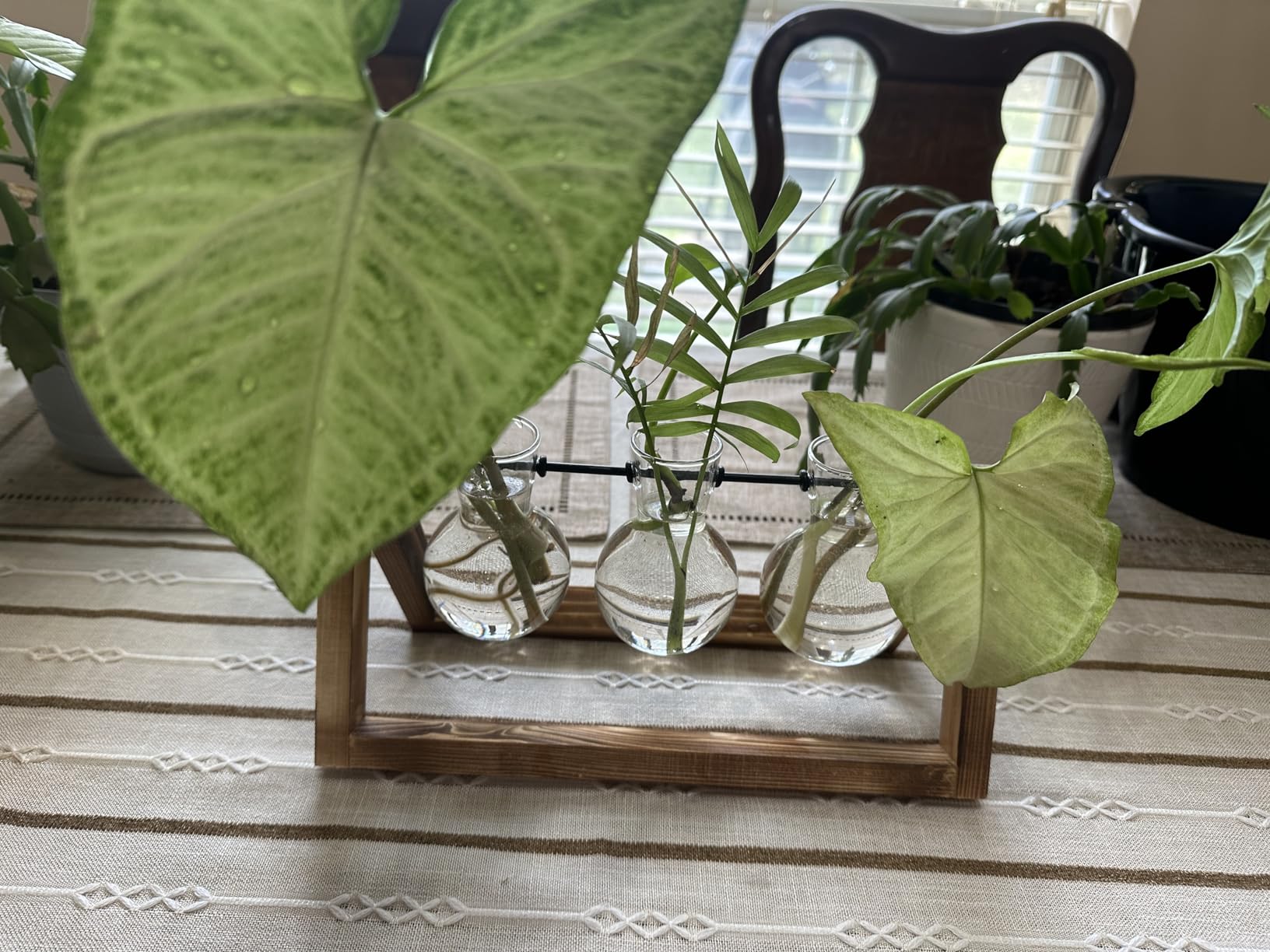 XXXFLOWER Plant Terrarium with Wooden Stand, Air Planter Bulb Glass Vase Metal Swivel Holder Retro Tabletop for Hydroponics Home Garden Office Decoration - 3 Bulb Vase customer photo 1