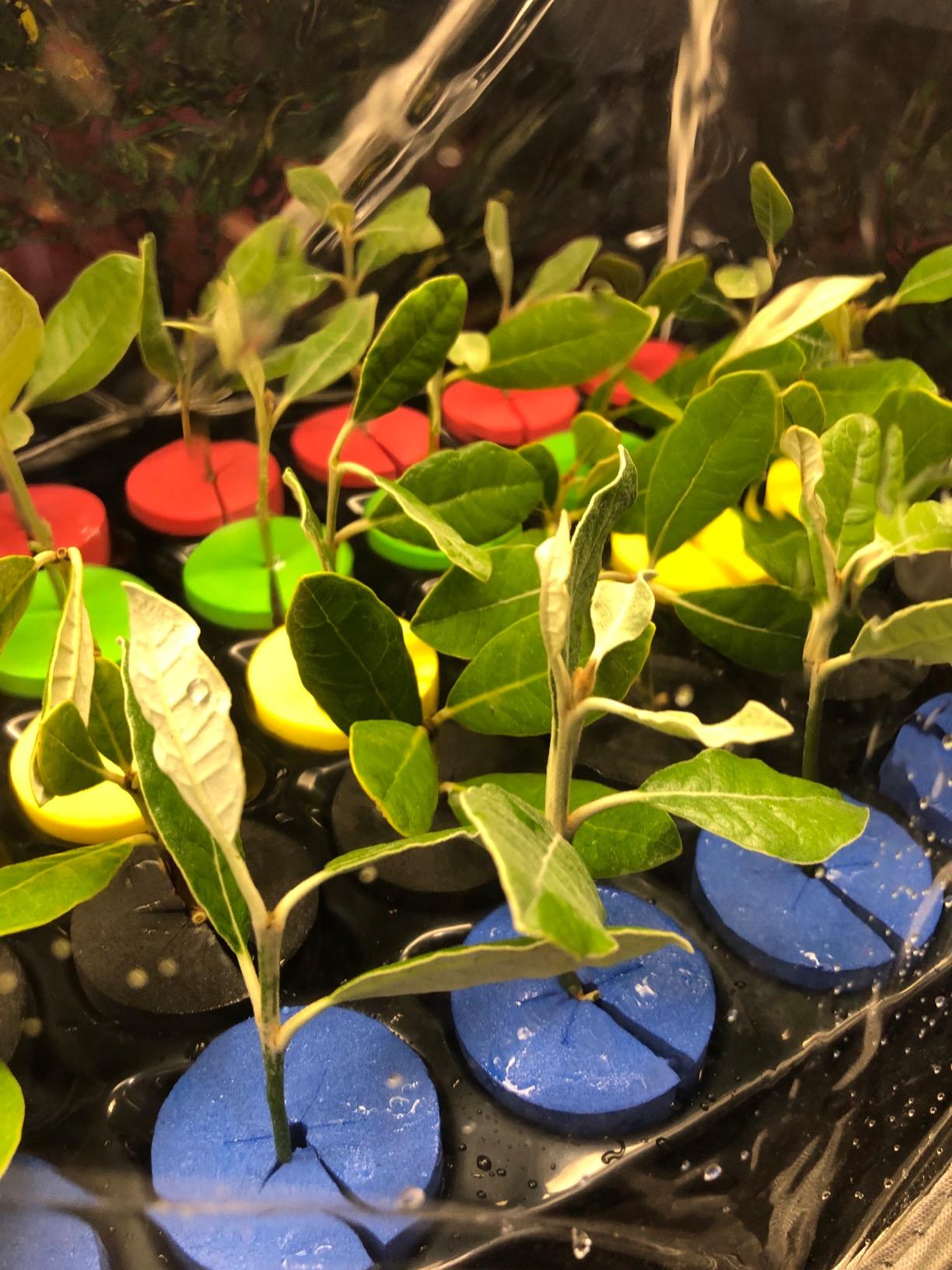 Aeroponic Cloner Machine, Cloning Machine 35 Site for Cutting Rooting Germination Kit Using 1.625 inch Neoprene Clone Inserts customer photo 2