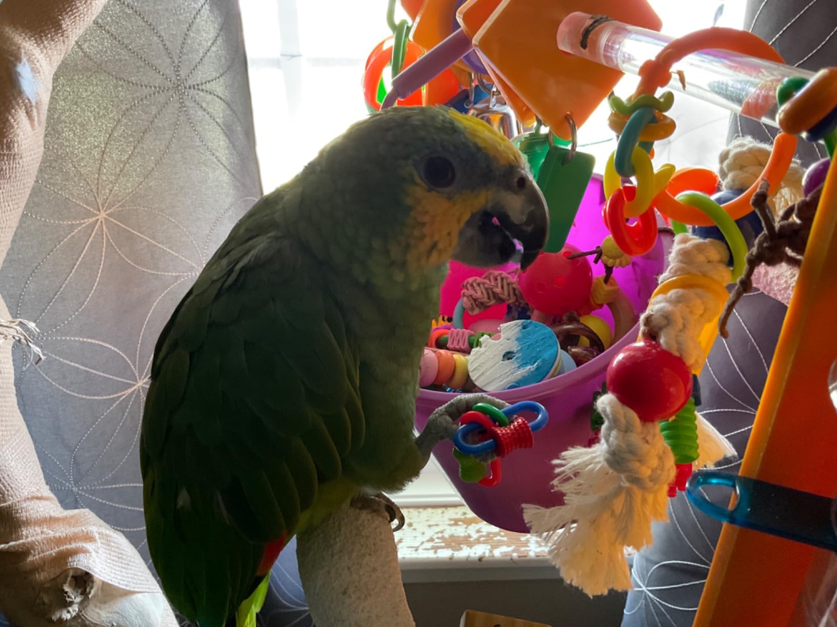 QBLEEV Small Bird Perch, Portable & Sturdy Training Parrot Playstand, Pine Wood Bird Cage Stand Perch Toys customer photo 2