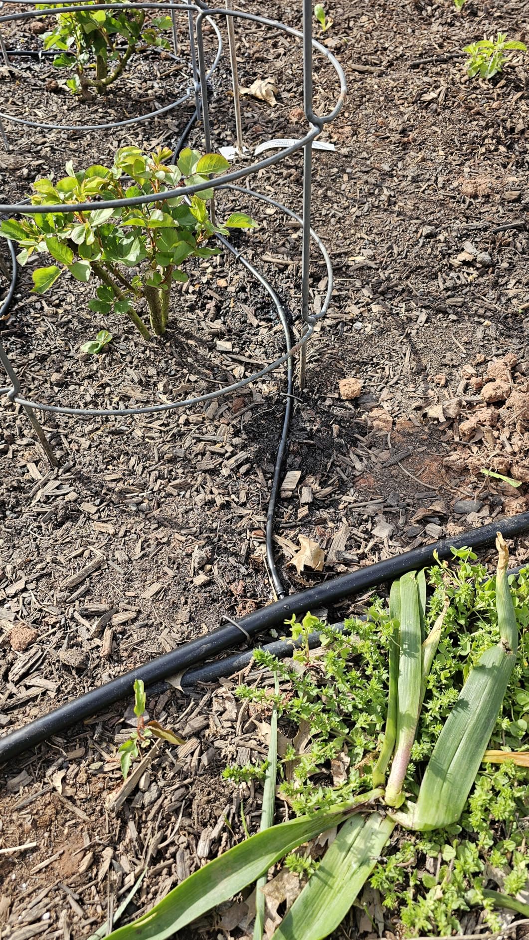 Rain Bird LNDDRIPKIT Drip Irrigation Landscape/Garden Watering Kit with Drippers, Micro-Bubblers, Micro-Sprays customer photo 1