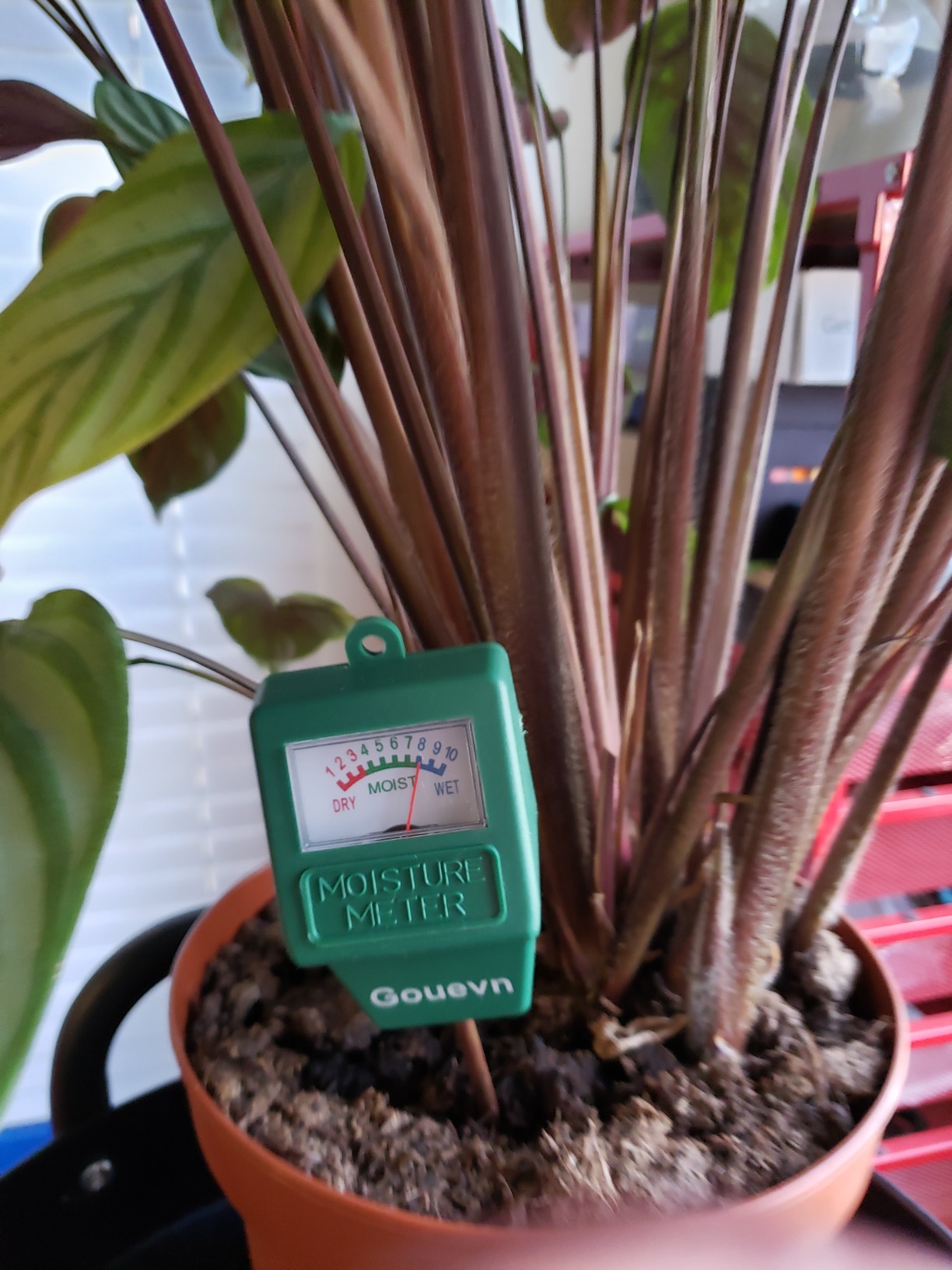 Gouevn Soil Moisture Meter, Plant Moisture Meter Indoor & Outdoor, Hygrometer Moisture Sensor Soil Test Kit Plant Water Meter for Garden, Farm, Lawn (No Battery Needed) customer photo 2