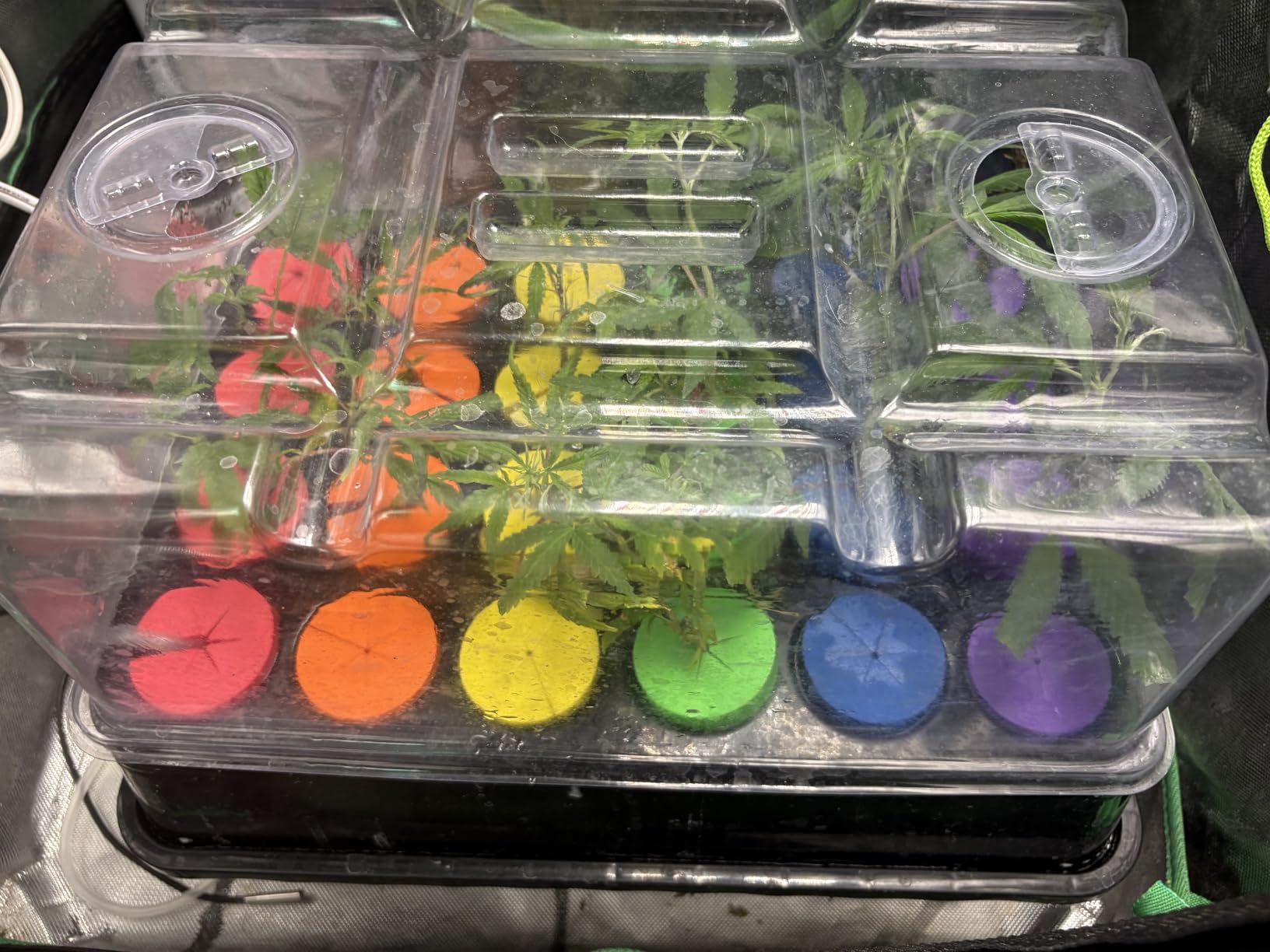 Aeroponic Cloner Machine 24 Site for Cuttings Rooting Using 2 inch Neoprene Inserts or 2 inch Clone Collars customer photo 1