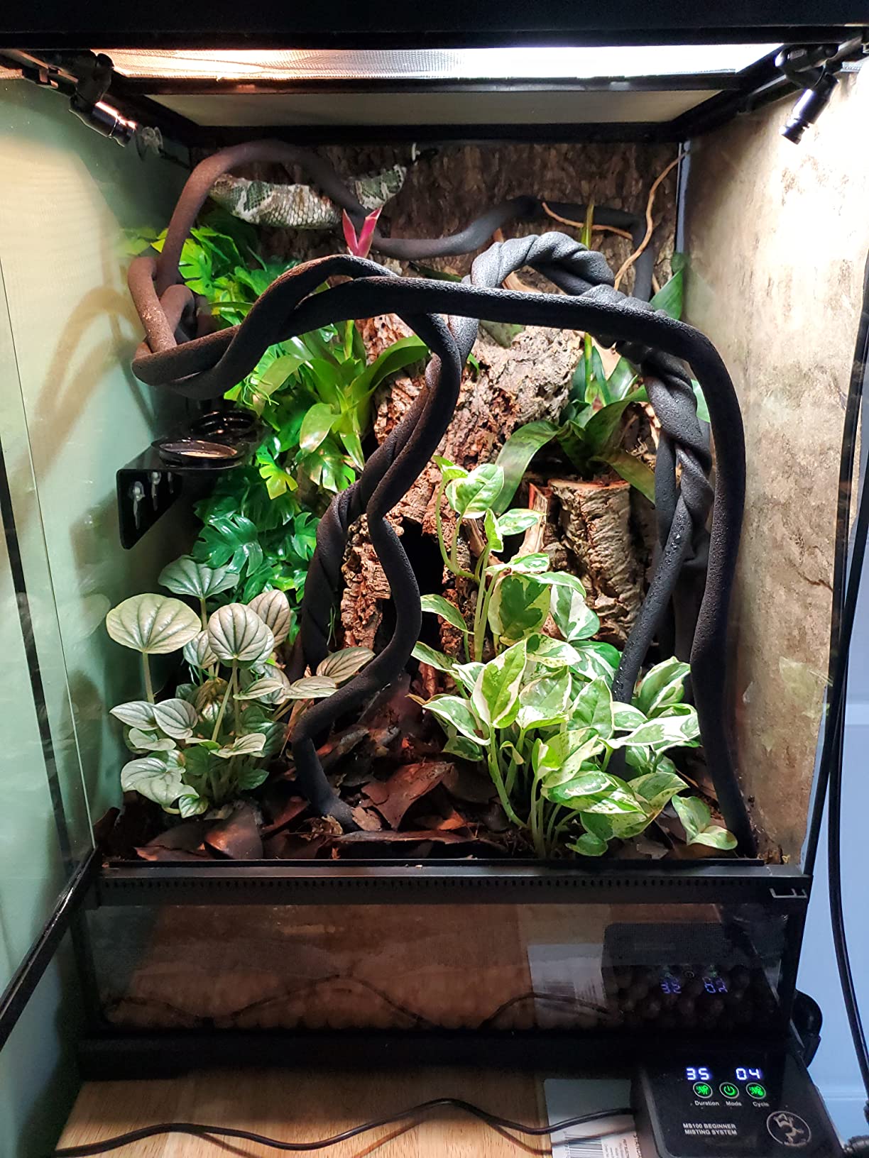 The Bio Dude Terra Fauna Bioactive Reptile Substrate 6 quarts for Terrarium and Vivarium Habitat. Great for Crested Geckos, Gargoyle Geckos, Day Geckos, Whites Tree Frogs and Indoor Gardening customer photo 1