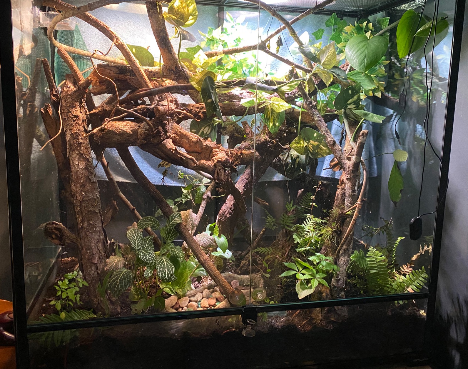 The Bio Dude Terra Fauna Bioactive Reptile Substrate 6 quarts for Terrarium and Vivarium Habitat. Great for Crested Geckos, Gargoyle Geckos, Day Geckos, Whites Tree Frogs and Indoor Gardening customer photo 2