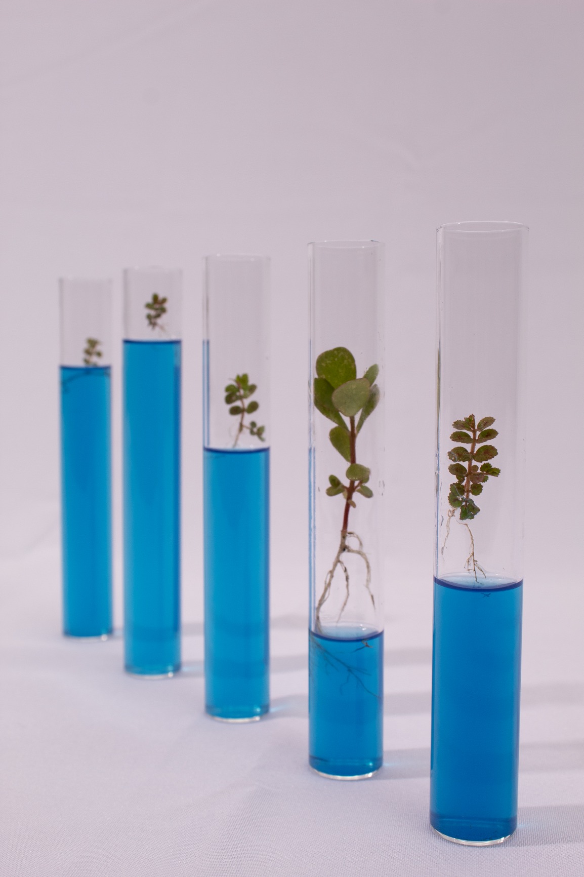 XXXFLOWER 5Test Tube Plant Propagation Station Plant Terrarium Wooden Stand | Glass Planters for Indoor Plants,Plant Lover Gifts for Women Mom Wife Daughter,Garden Office Room Decoration customer photo 1
