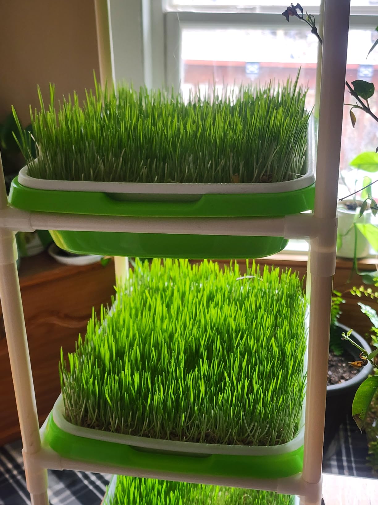 Legigo 5 Pack Seed Sprouter Trays with Lids- Soil-Free Cultivation Germination Tray, BPA Free Micro Greens Growing Trays Seed Sprouting Trays Kit with Germinating Paper for Wheatgrass, Beans and More customer photo 2