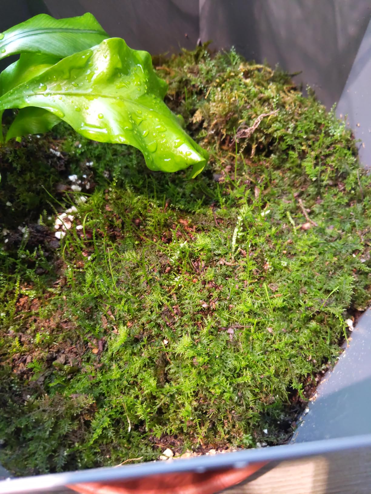 Living Mixed Moss Loose Chunks for Terrariums, Bonsai and Kokedamas 12-16 Ounce customer photo 1