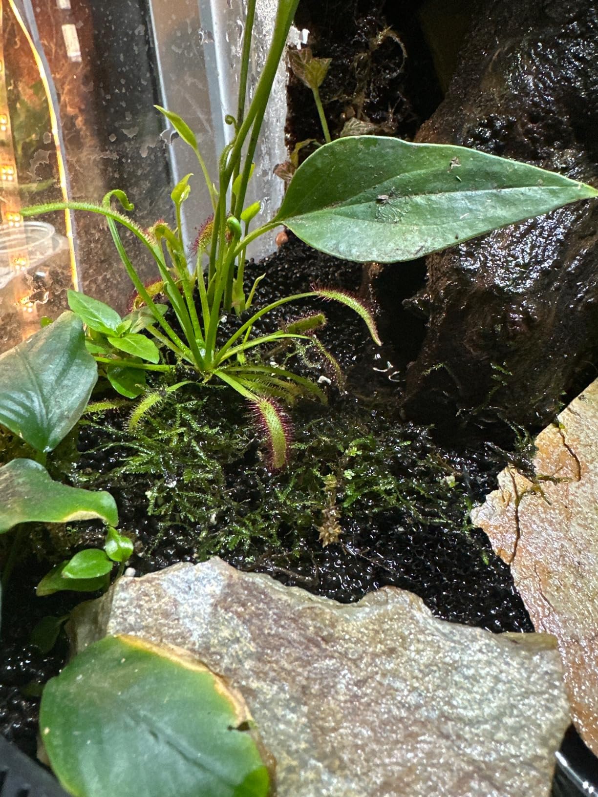 Exo Terra Sub Stratum, Bioactive Volcanic Substrate for Reptile Terrariums, Eliminates Odor, Offers Correct Moisture Levels 8.8 lb customer photo 2