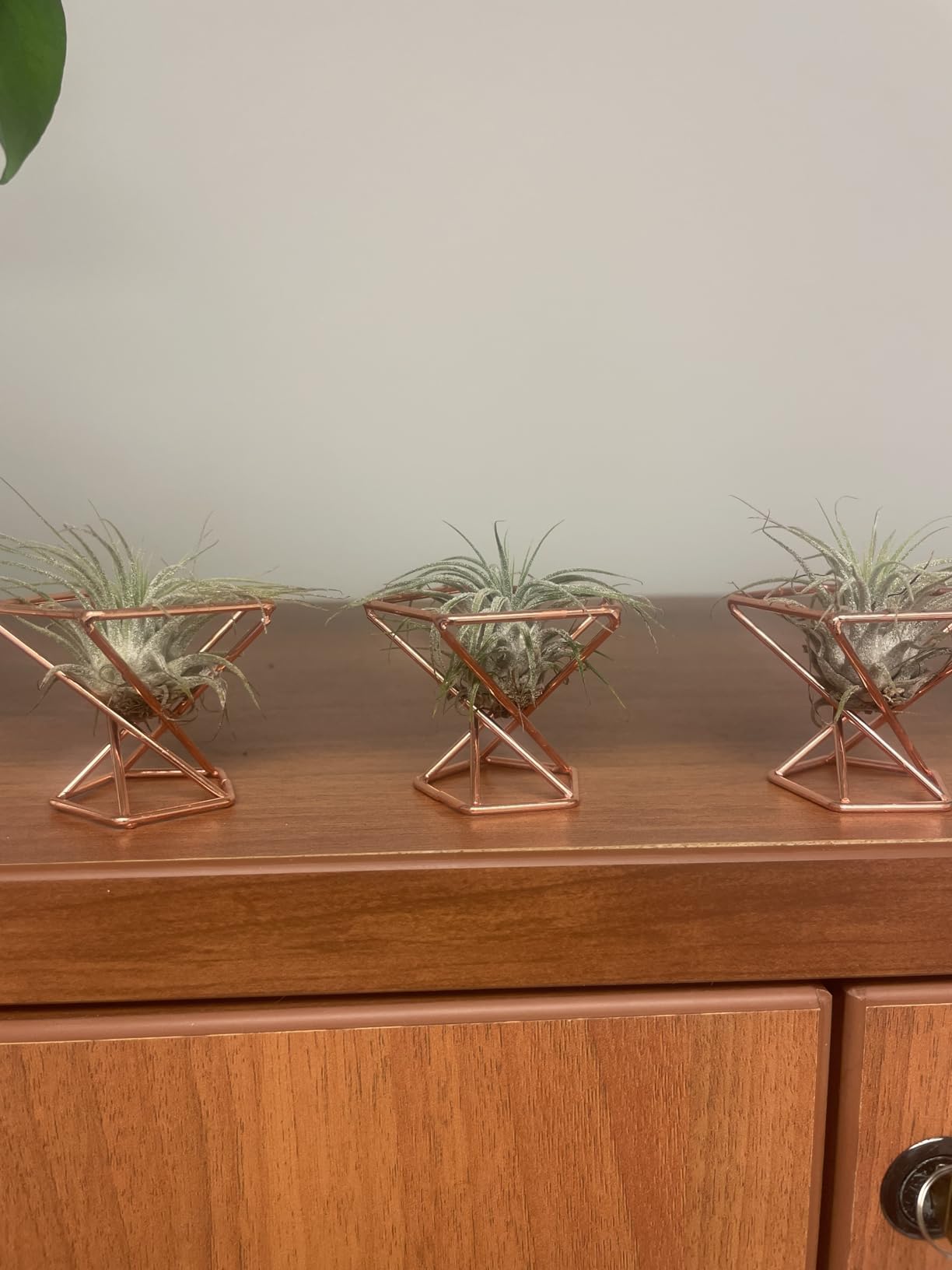 Geometric Air Plant Holder Airplants Rack Metal Plants Stand Planter Shelves Himmeli Living Decor Tillandsia Pot Containers (Gold 3pcs) customer photo 2