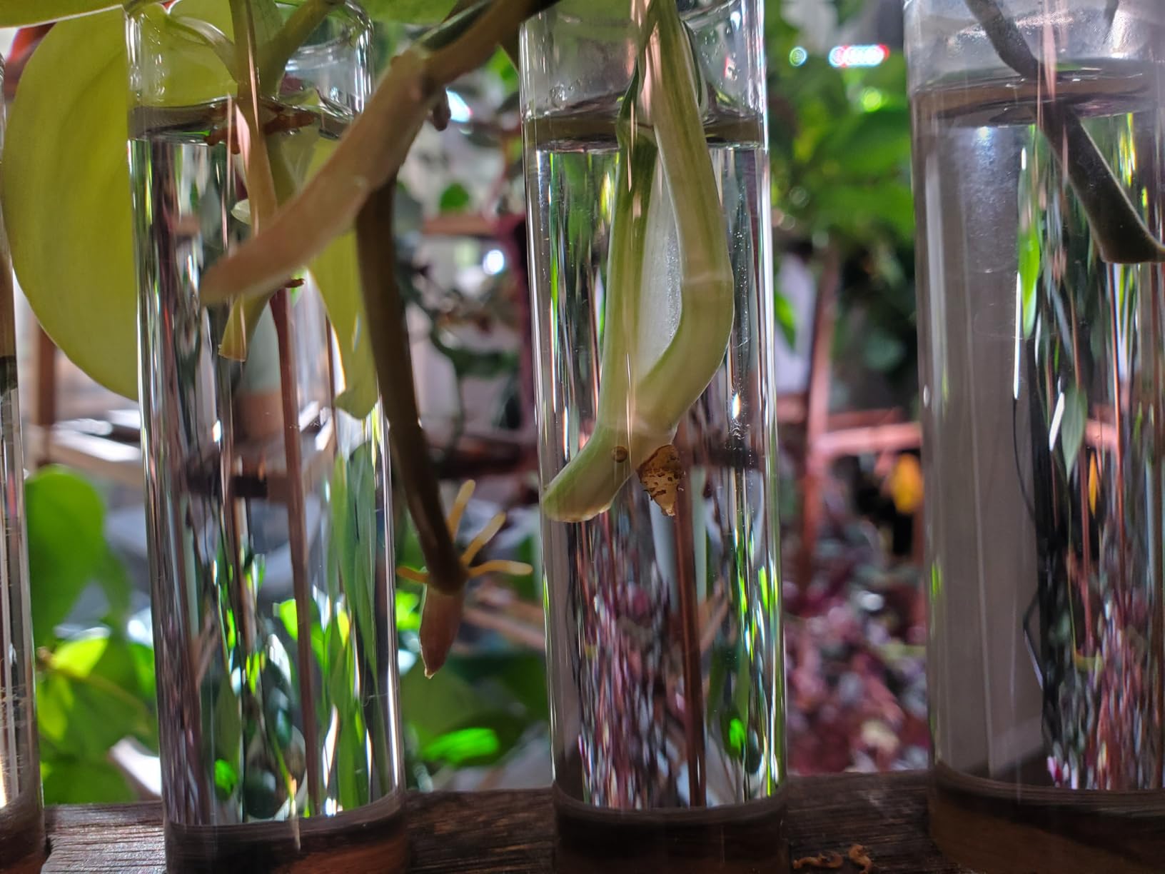 Plant Propagation Station, Plants Propagation Tubes, Hydroponic Vase Test Tube for Office Desk Garden Decor, Gift for Plant Lovers customer photo 2