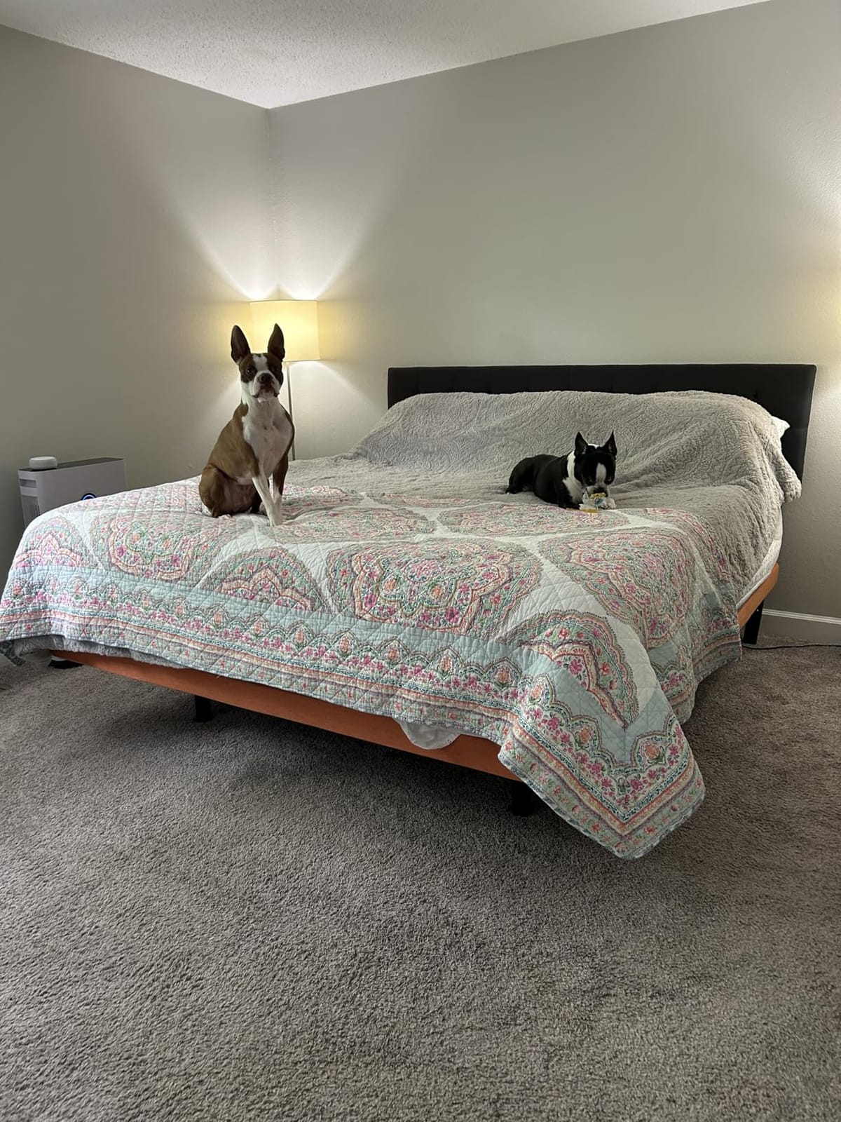 ESHINE King Adjustable Bed Frame Base - 3000 Premium Series | Easy to Install in 5 Minutes, Massage, Wireless Remote, Foot&Head Inclined, Zero Gravity, Dual USB Ports, Under Bed Light customer photo 1