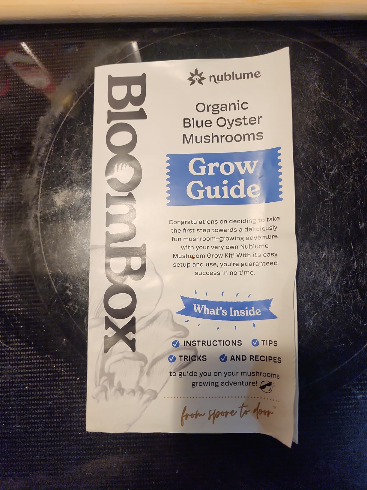 BloomBox Blue Oyster Mushroom Grow Kit - Spray & Grow - Pre-Inoculated Indoor Mushroom Farm - Beginner Friendly - Harvest Fresh Gourmet Mushrooms in Days - Perfect Gift customer photo 2