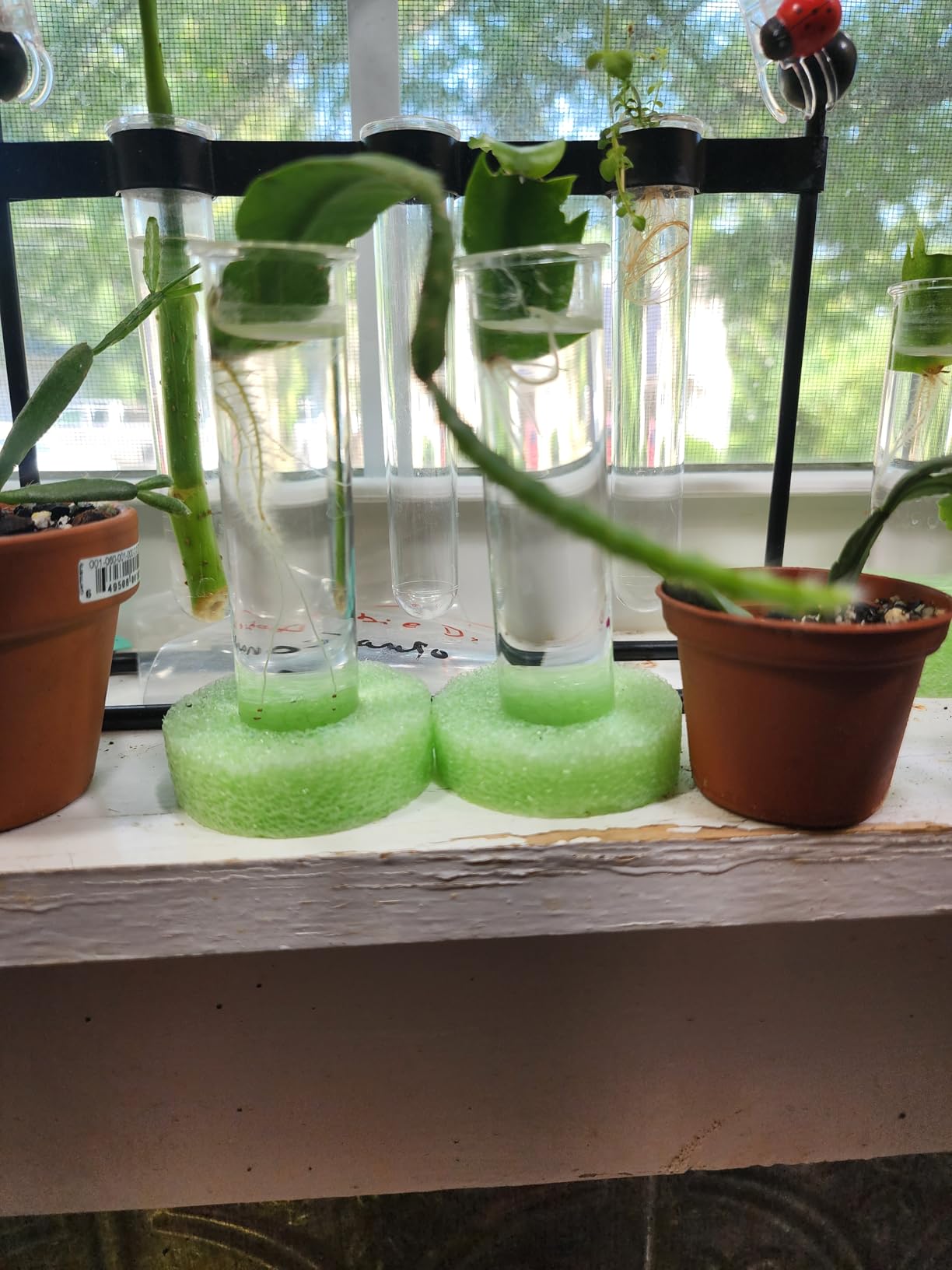 YIBOT Plant Propagation Glass Test Tubes Accessories | Tiered Planters Wall Terrarium for Home Office Plant Hanger Flower Vases Wall Decor Hydroponic Cuttings (5 Tube Vases) Clear customer photo 1
