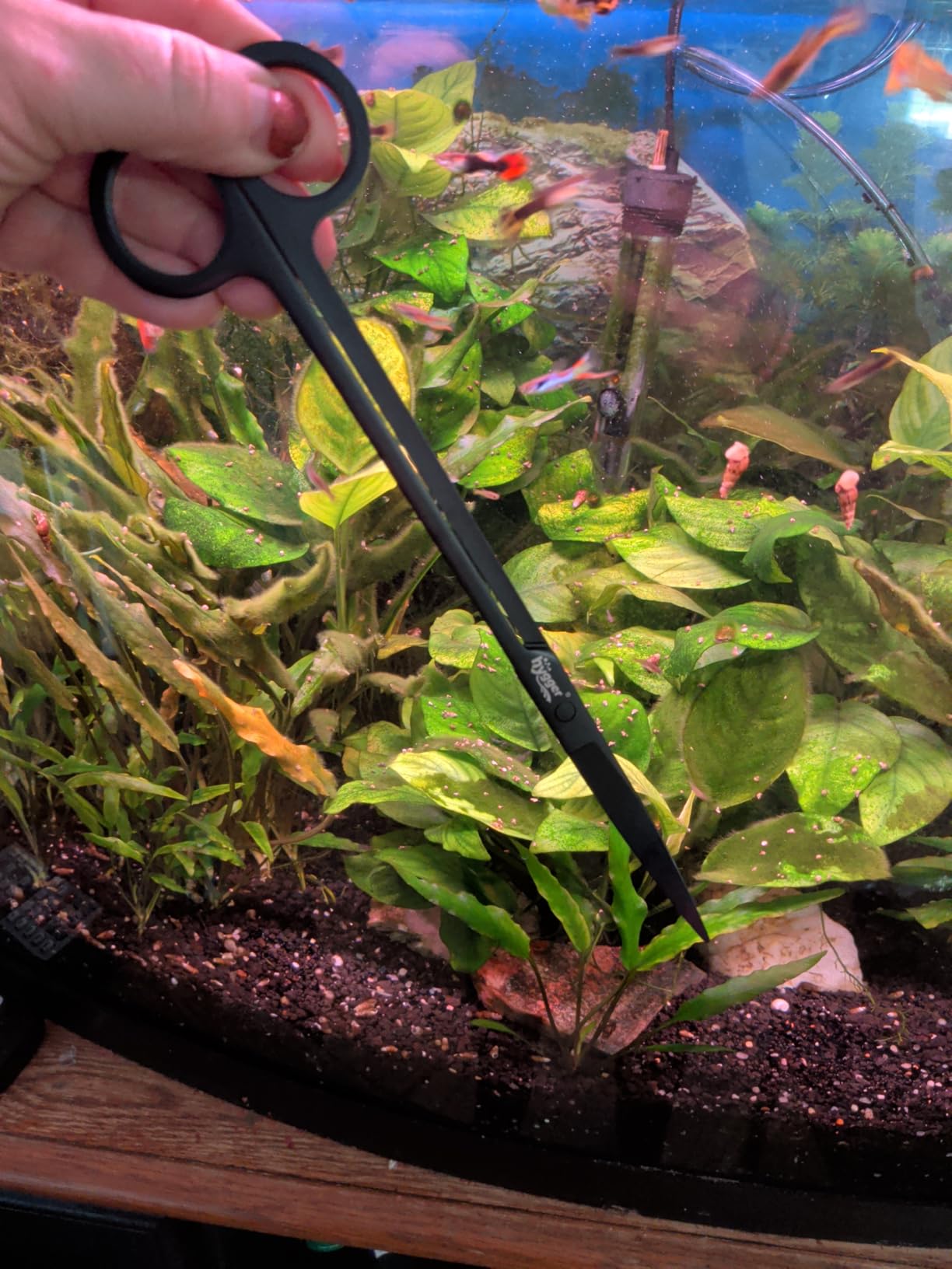 hygger 6-in-1 Long Aquarium Aquascaping Tools Kit, Color Stainless Steel Premium Aquatic Plant Tweezers Scissors Spatula Kit Comes with 1 Tool Holder and 1 Cleaning Cloth, for Fish Tank Starters customer photo 2