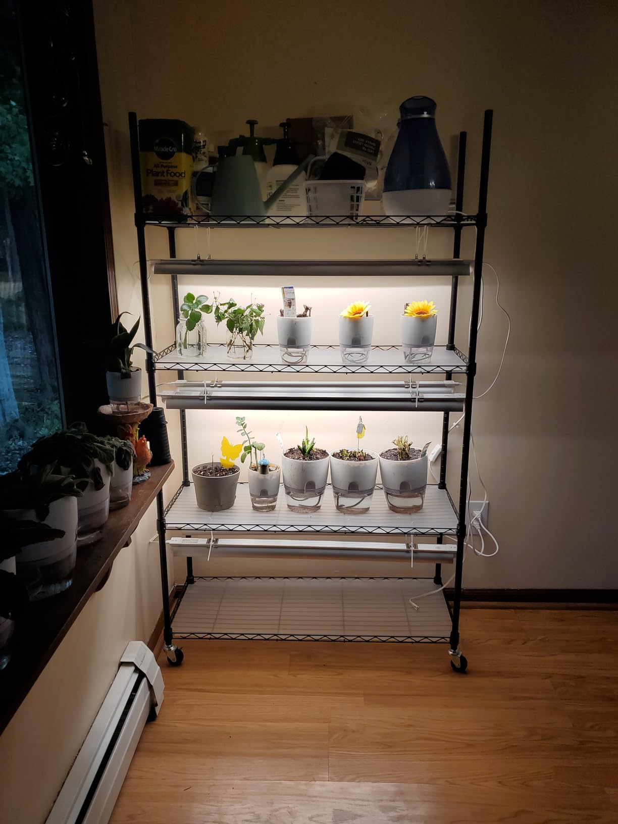 Monios-L Plant Stand with Grow Lights for Seedlings, 4-Tier Metal Shelf with Plant Lighting for Seed Starting, Full Spectrum 180W T8 5000K White, Adjustable Rack for Indoor Plants, (35x14x61IN, Black) customer photo 1