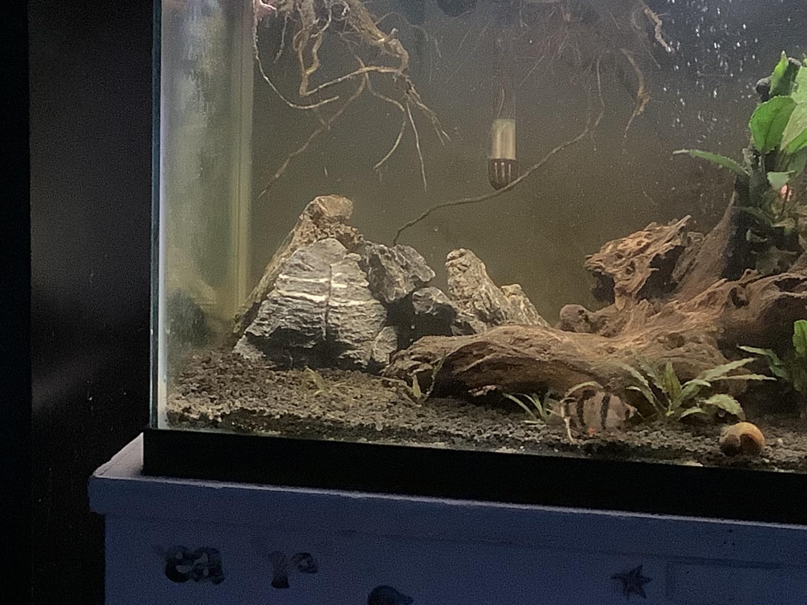 Voulosimi Natural Slate Rocks PH Neutral Stone Perfect Rocks for Aquariums, Landscaping Model, Tank Decoration, Amphibian Enclosures (3.5 LB, 3-5 inch) customer photo 2