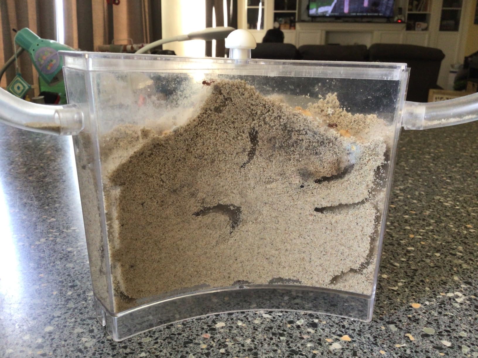 Ant Farm for Live Ants - Real Sand Ant Colony Kit for Kids -Fun Science Habitat Set for Children, Watch Ants Dig Tunnels, Carry Sand, Hide and Drag Their Food customer photo 1