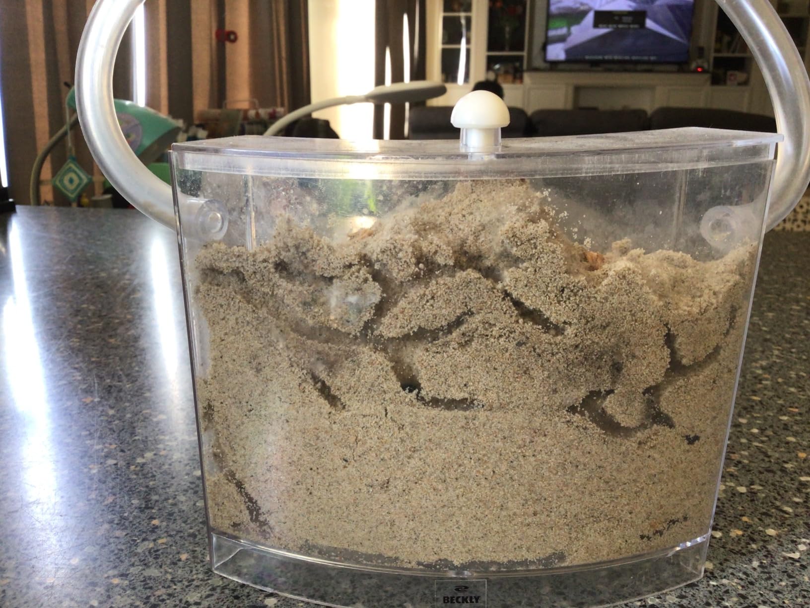 Ant Farm for Live Ants - Real Sand Ant Colony Kit for Kids -Fun Science Habitat Set for Children, Watch Ants Dig Tunnels, Carry Sand, Hide and Drag Their Food customer photo 2