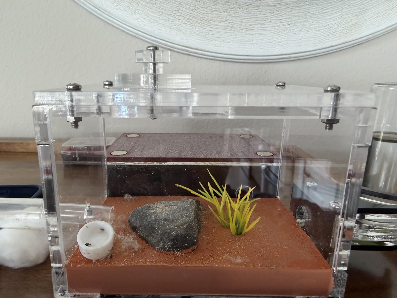 Terra Core S-Ant Farm Formicarium for Live Ants & Queen, Expandable Ant Nest with Magnetic Trash Chamber, 18 mL Water Feeder, Dual Humidity System, Red Cover & Starter Kit customer photo 1