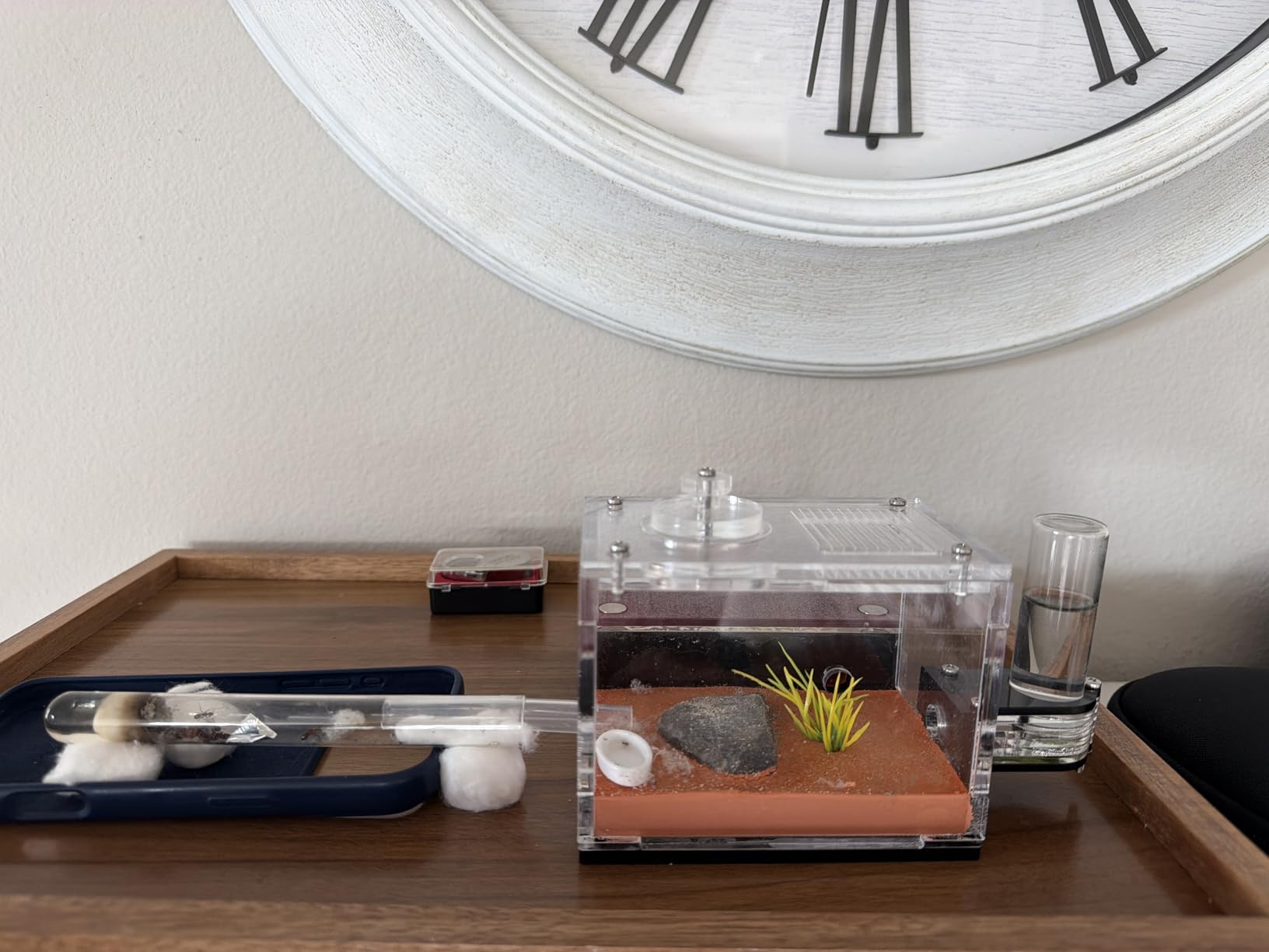 Terra Core S-Ant Farm Formicarium for Live Ants & Queen, Expandable Ant Nest with Magnetic Trash Chamber, 18 mL Water Feeder, Dual Humidity System, Red Cover & Starter Kit customer photo 2