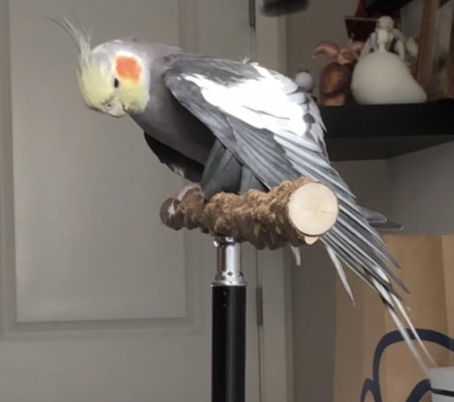 16-63 Inch Adjustable Bird Perch Stand, Natural Pepper Wood Parrot Training Perch Toy, Indoor & Outdoor Accessories for Small to Medium Birds customer photo 2