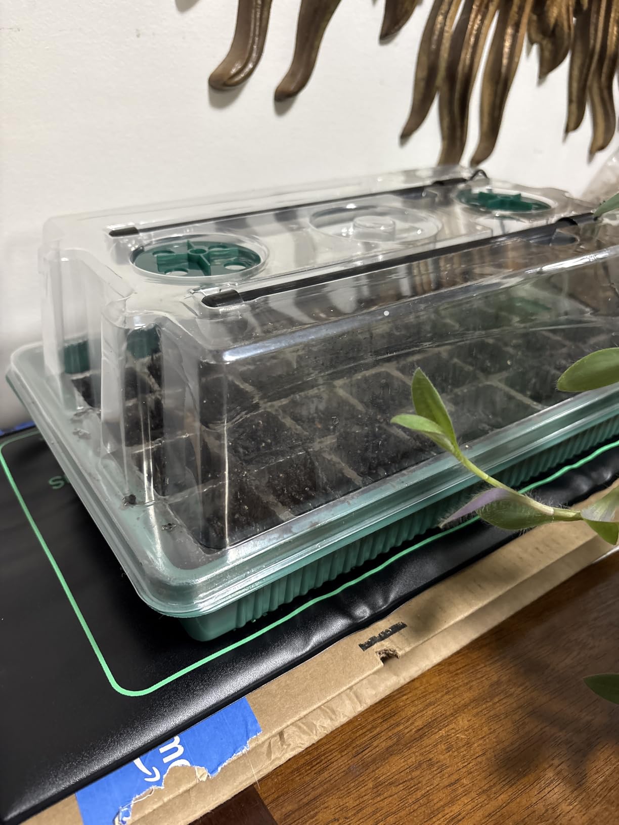 Seed Starter Kit with Grow Lights & Heat Mat - 40-Cell Seed Starter Tray, Humidity Dome, Soil Moisture Meter & Sticky Gnat Traps - Indoor Greenhouse & Plant Propagation Station customer photo 1
