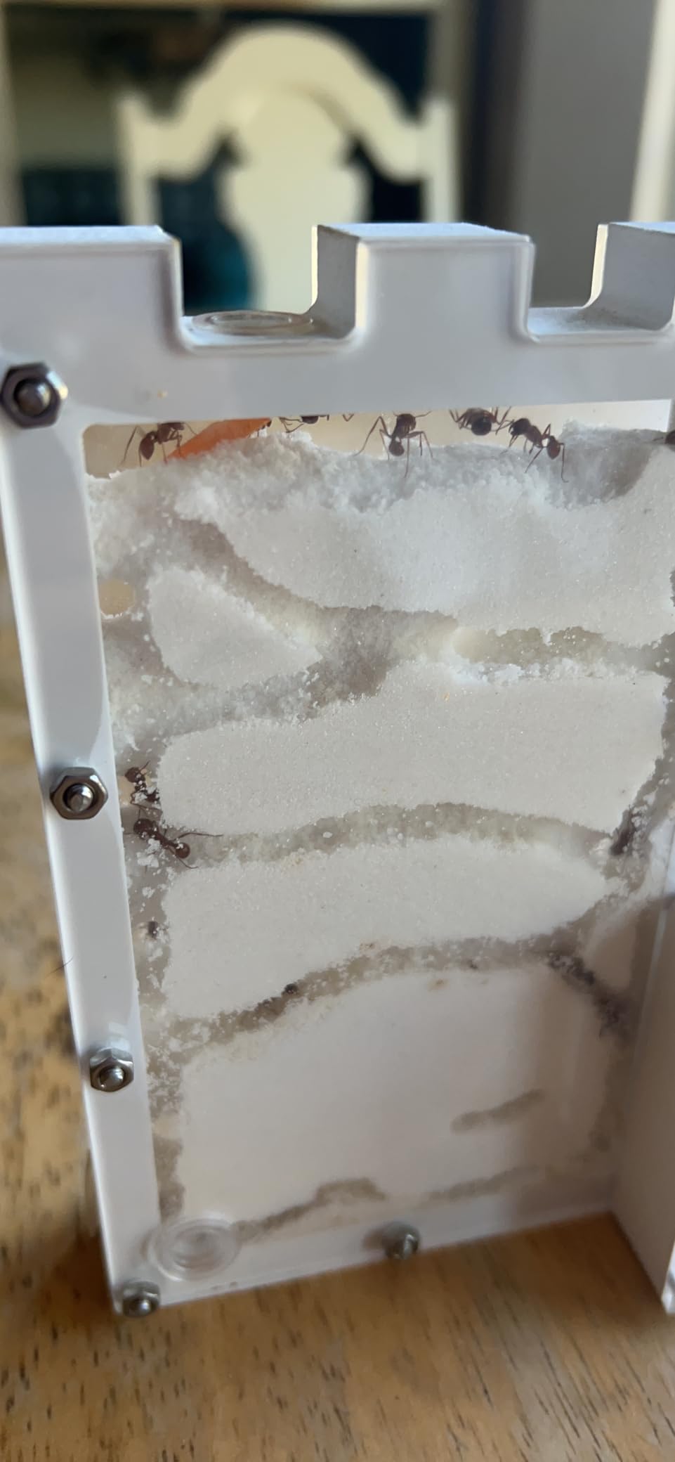 EXBEPE Large Sand Ant Farm Castle, Ant Habitat Ecosystem to Study Ant Colony Behavior Science Educational Kit for Kids customer photo 2
