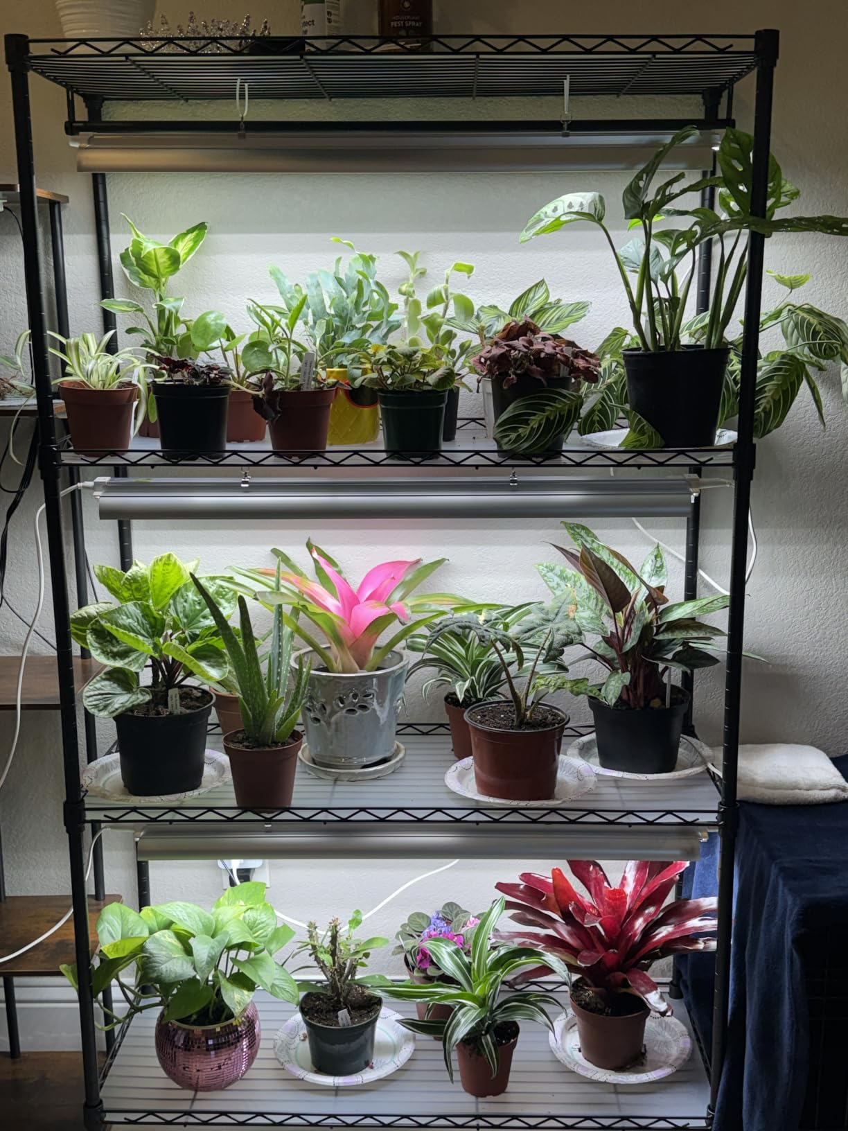 Barrina CX3 Plant Stand with Grow Light, 4-Tier, 108W, 35.4x13.8x70.9IN | 3FT 5000K Full Spectrum Plant Lamps, Indoor DIY Plant Shelf, Flower Pot Display Rack, Greenhouse, Wheel, Mechanical Timer customer photo 1