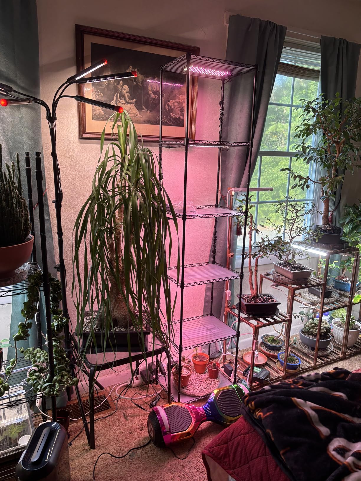Barrina CX83 Plant Stand with Grow Lights, 6-Tier Shelf, 50W Ultra-Thin Grow Light Panels, 3/6/12h Auto Timer customer photo 2