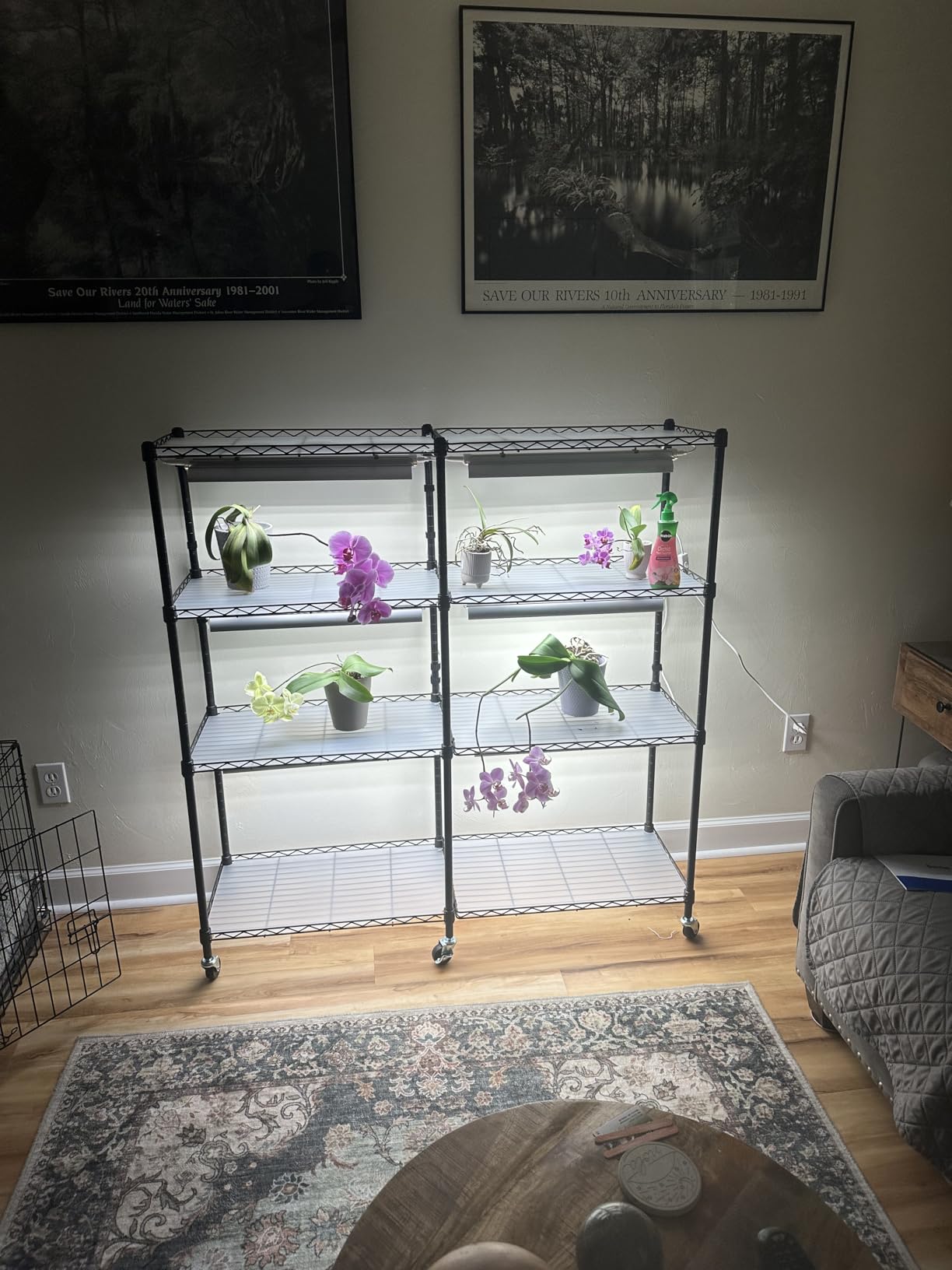 Barrina CX2 Plant Stand with Grow Lights, 6-Tier, 150W, 29.5x13.8x71IN | 5PCS 2FT Full Spectrum Plant Lights, Metal Plant Shelf Display Rack, 3 Adjustable Spectrum, Timer, Wheel, for Seed Starting customer photo 1