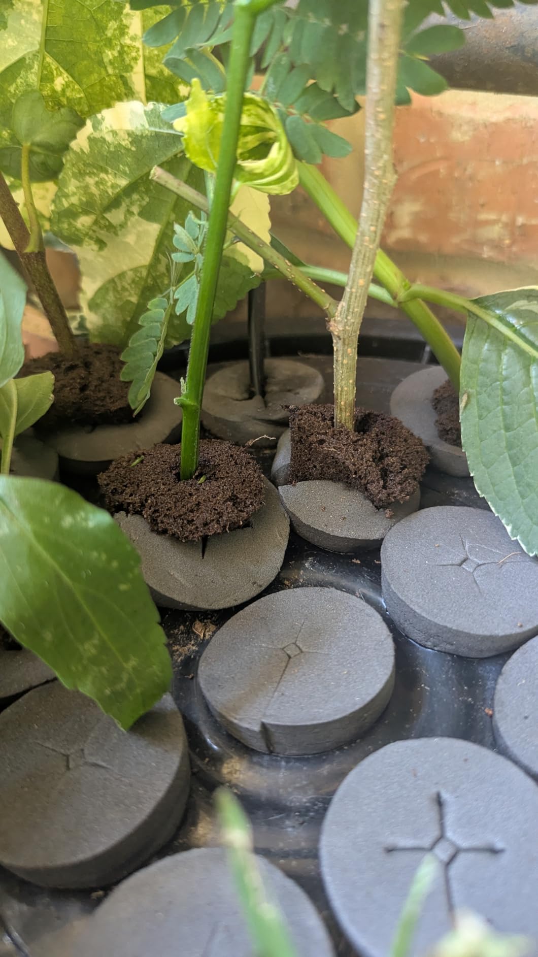 Plant Cloning Machine - Deluxe 21-Site Bucket Cloner Kit by PowerGrow Systems customer photo 1