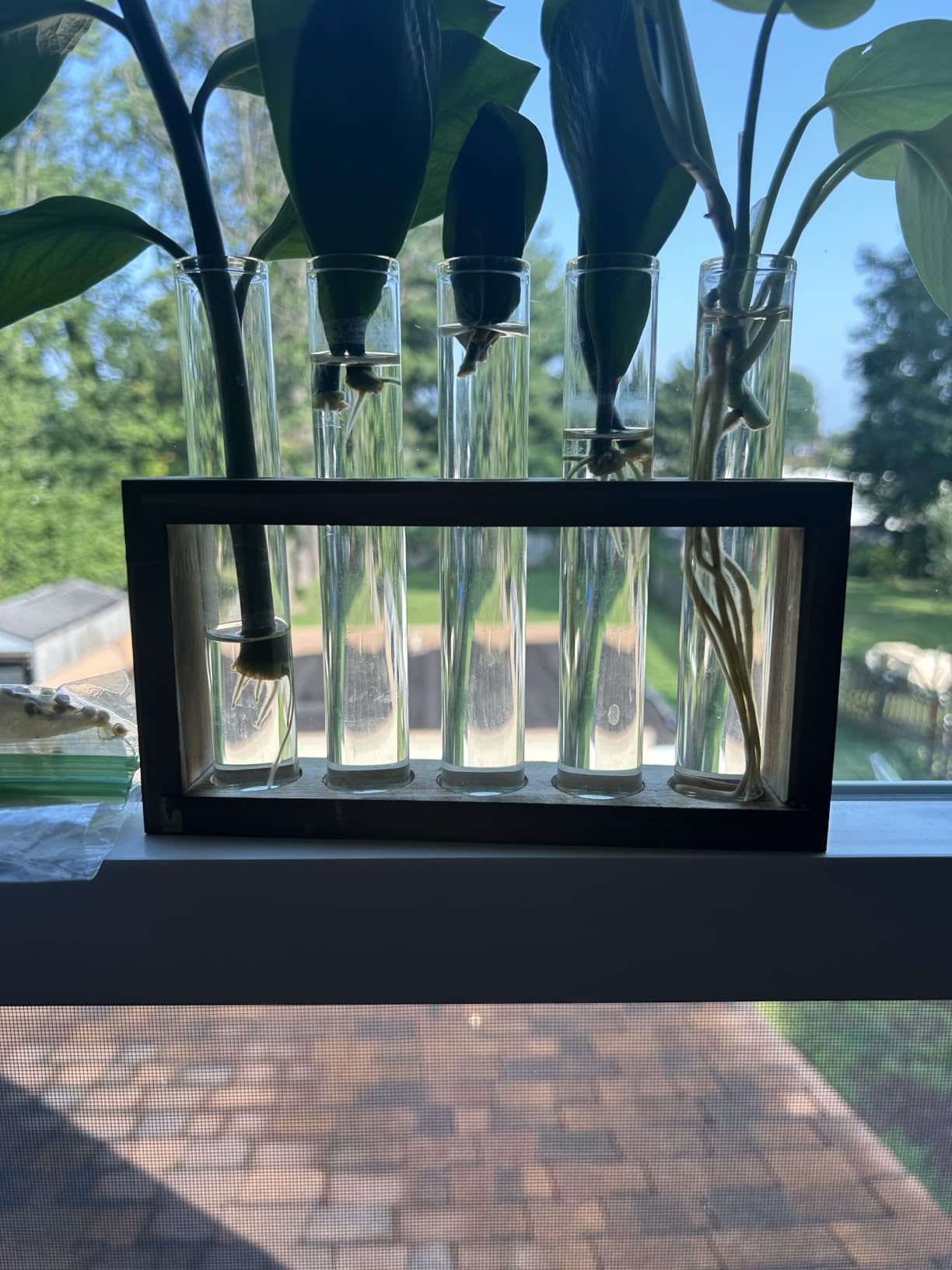 Tigvio Desktop Glass Plant Propagation Station (5 Tubes) | with 5 Test Tubes in Wooden Stand - Hydroponic Plants Cutting Office Home Decoration and Garden Decor Terrarium customer photo 2
