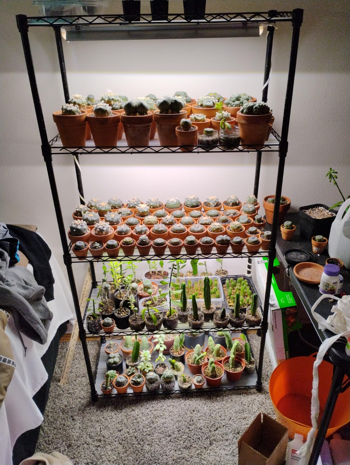 5-Tier Plant Shelf with Grow Light, 29.5x13.8x59in | Grow Light Shelf, Indoor Plant Stand, 4-Pack Full Spectrum LED Plant Lights, Timer, 96W Total, Ideal for Seed Starting customer photo 1