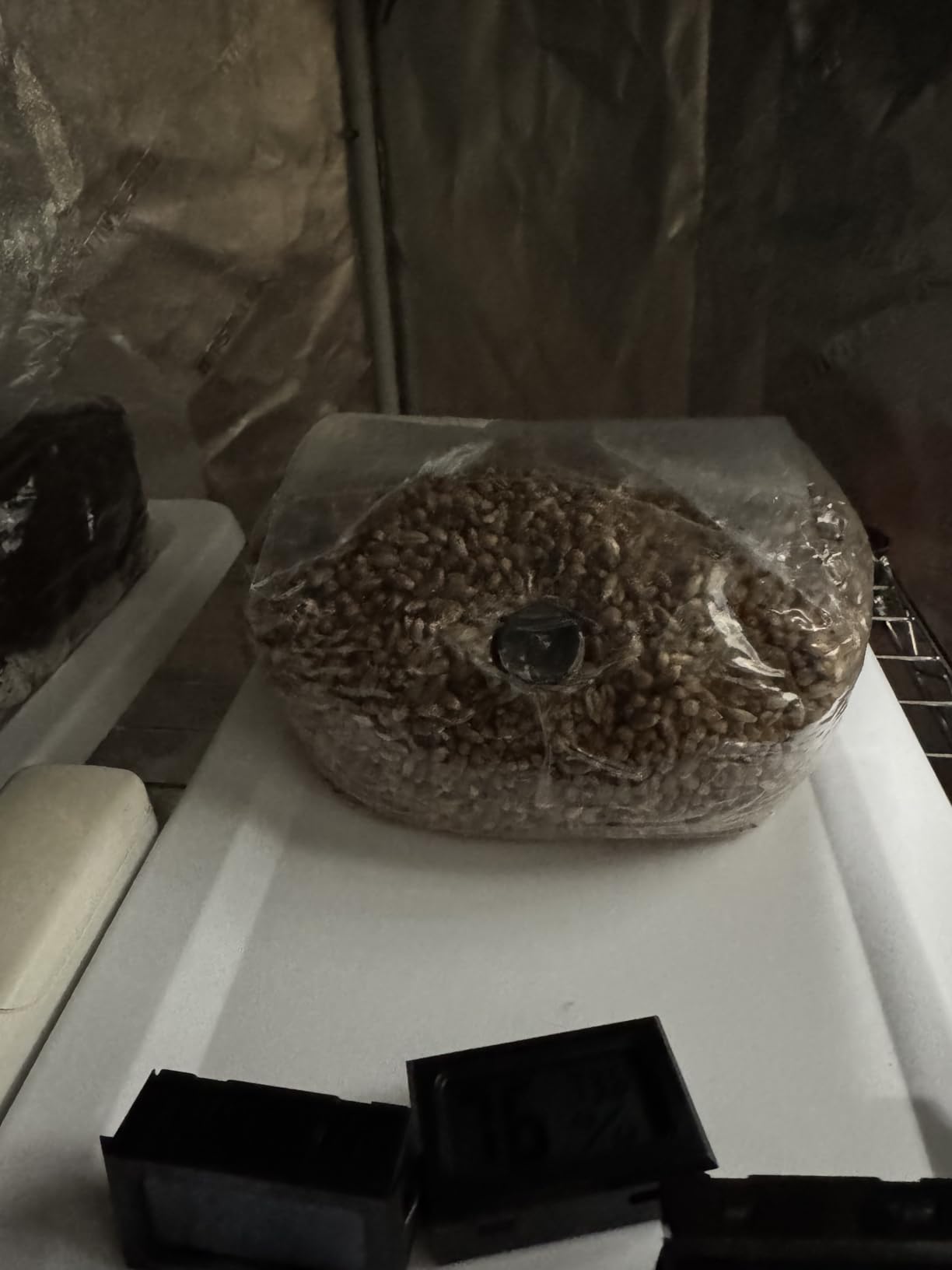 Myco Labs Mushroom Monotub Grow Kit | Complete Mushroom Grow Kit | for Dung-Loving Mushrooms | Includes sterilized Grain Spawn Bag, Bulk Substrate, Vermiculite, Filters & More! Just add Spores customer photo 1