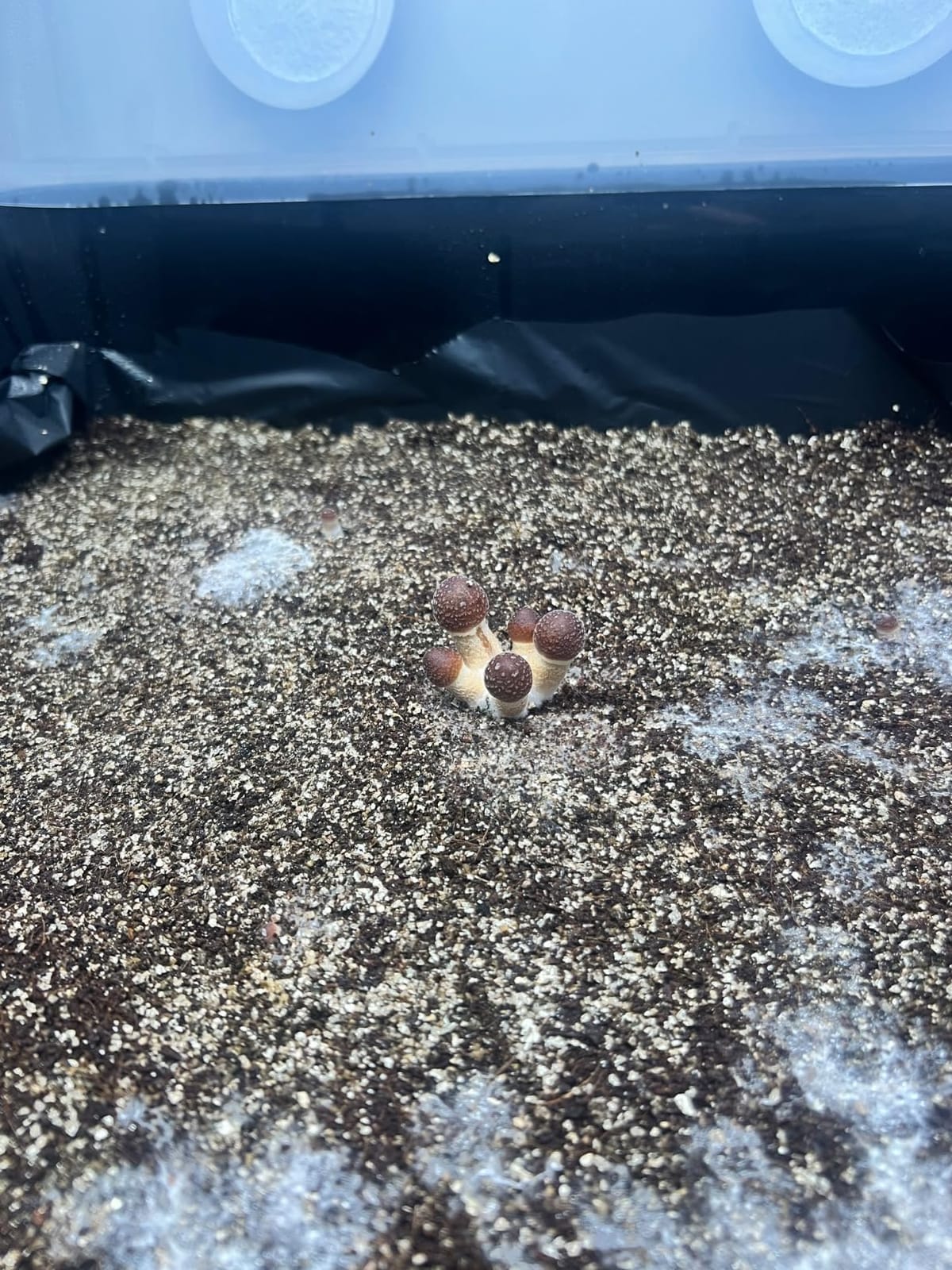 Myco Labs Mushroom Monotub Grow Kit | Complete Mushroom Grow Kit | for Dung-Loving Mushrooms | Includes sterilized Grain Spawn Bag, Bulk Substrate, Vermiculite, Filters & More! Just add Spores customer photo 2