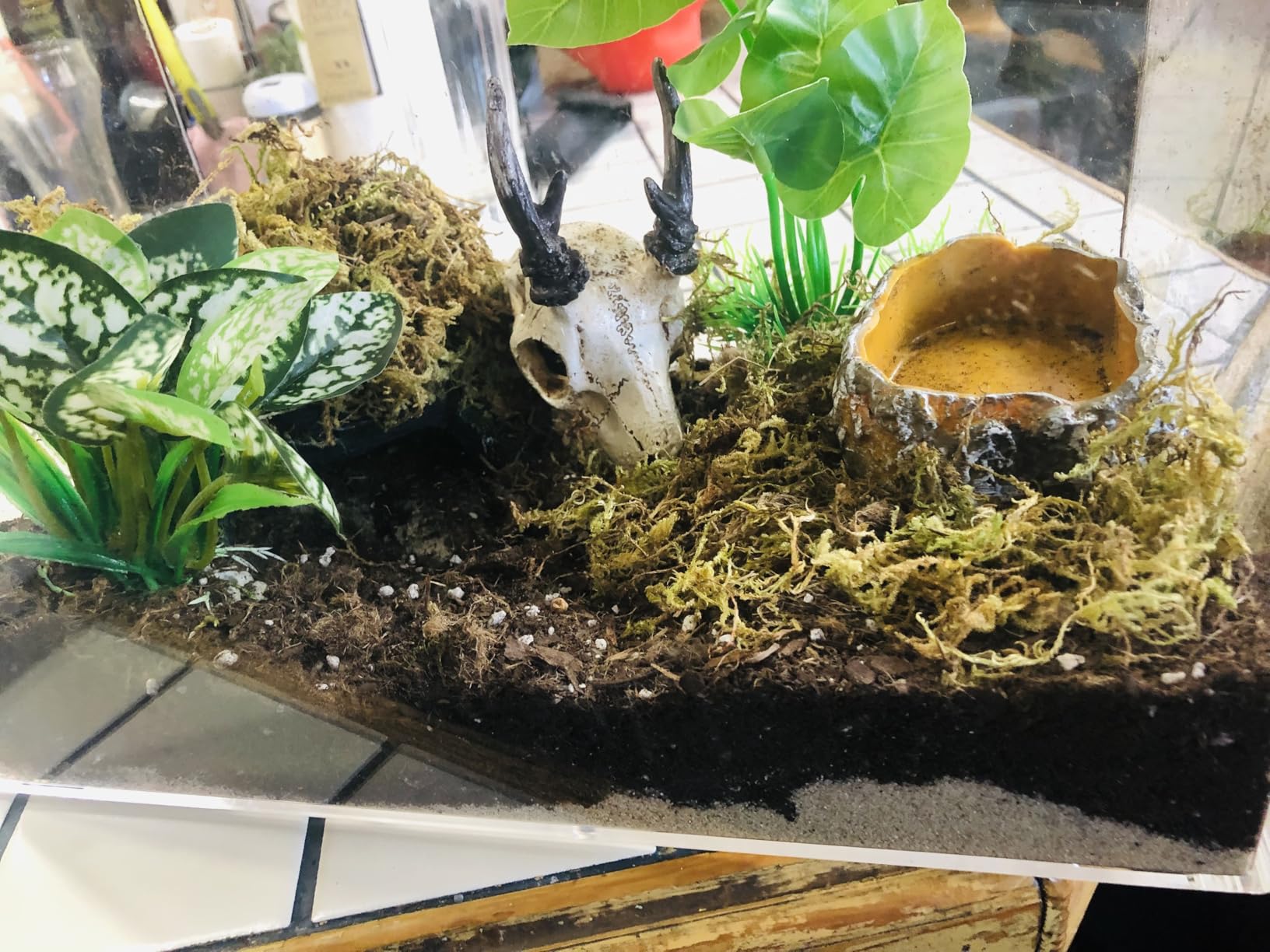 AZV Reptile Tank Starter Kit, 8 Piece Escape Proof Hermit Crab Cage Small | All In One Lizard Terrarium, Multi-Vent Compatible Gecko Habitat, Clear PC Material Frog Enclosure, Easy-Clean Waterproof Base customer photo 1