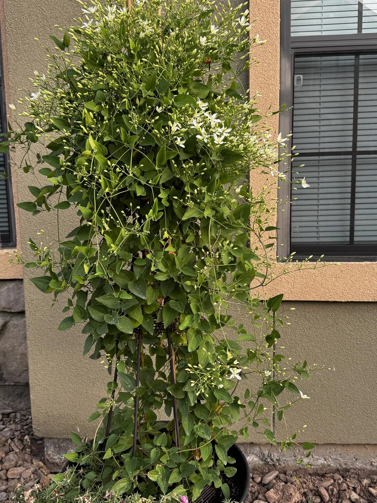 Evergreen 5 ft Garden Trellis for Climbing Plants Vines, Jasmine & Flowers, Rustproof Metal Obelisk Trellises, Outdoor & Indoor Plant Support for Potted Planters (Bronze) customer photo 2