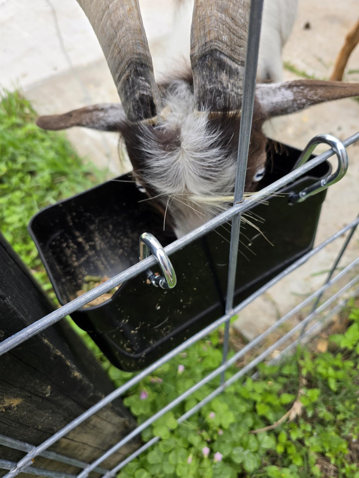 Goat Feeders Hanging, Chicken Waterer Feeder Trough for Poultry Livestock (6 * 3.5 Quart Black) customer photo 2
