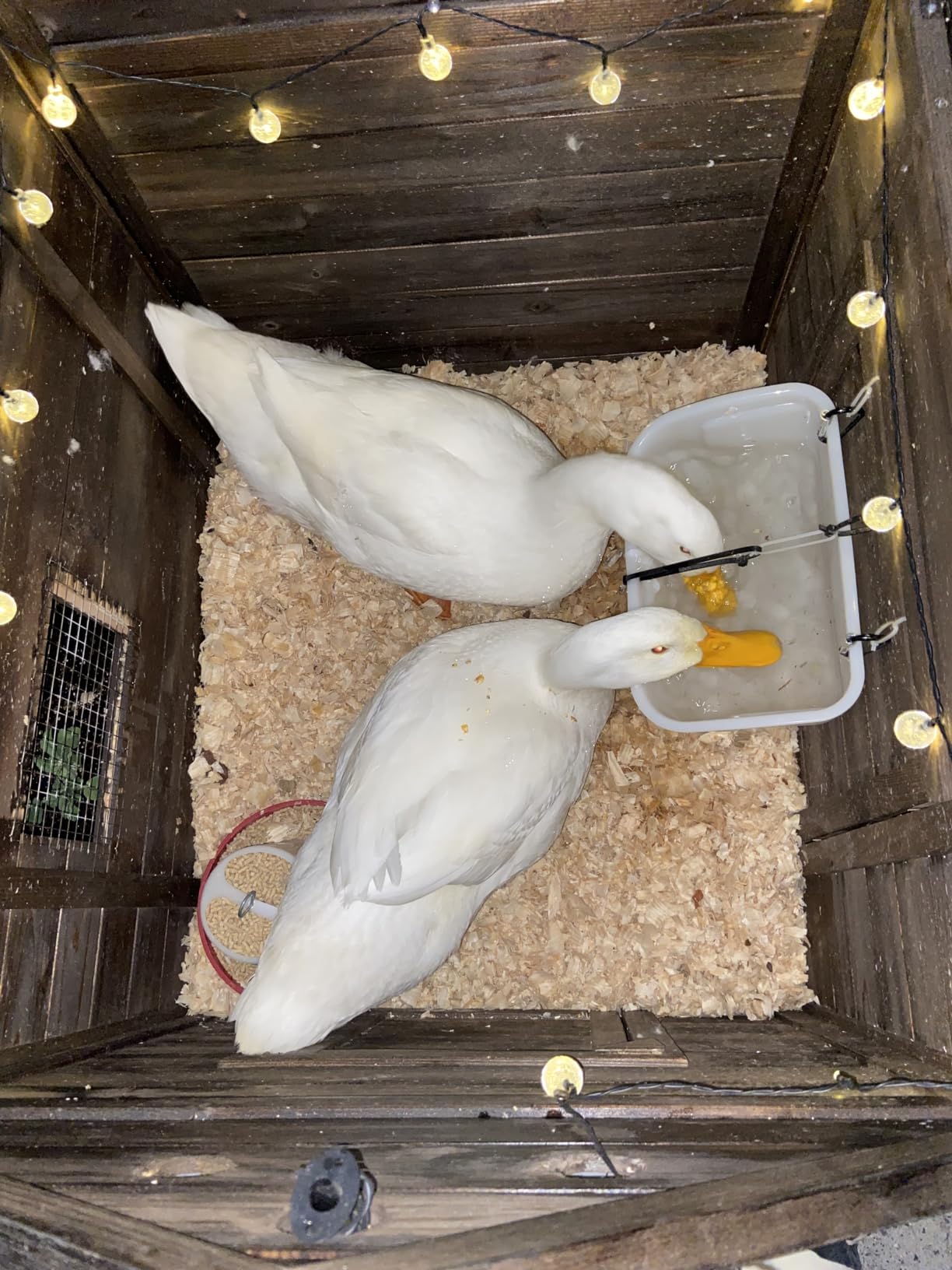 PawHut Duck Coop, Wooden Duck House, Outdoor Small Animal House with Openable Roof, Double Doors, Removable Base for 1-3 Ducks, Chickens, Rabbits, Cats, Natural Wood customer photo 2