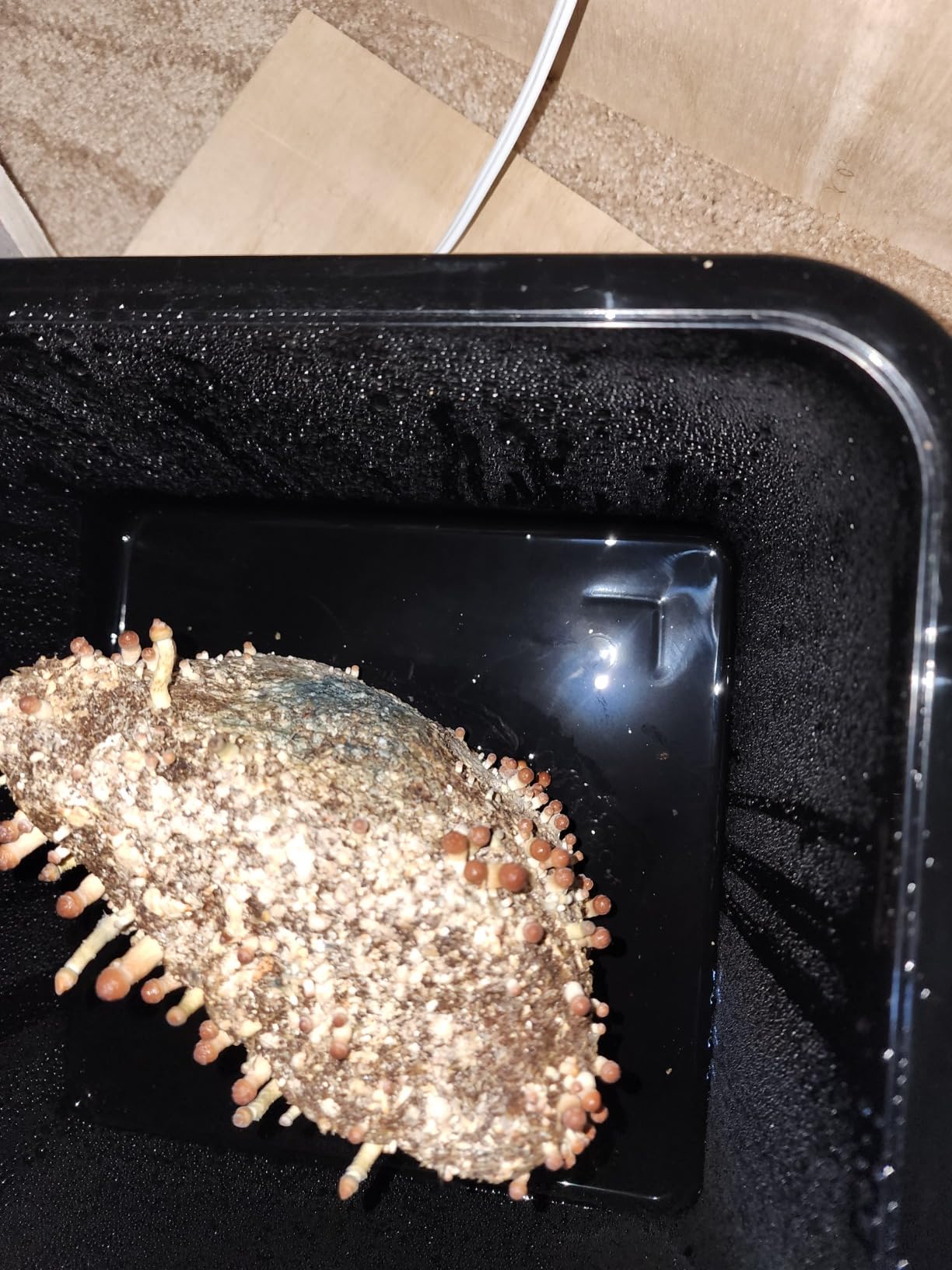 Grower's Select 28Q Cube Mushroom Monotub Fruiting Chambers with Filter Disks and Liners (2 Pack) customer photo 2