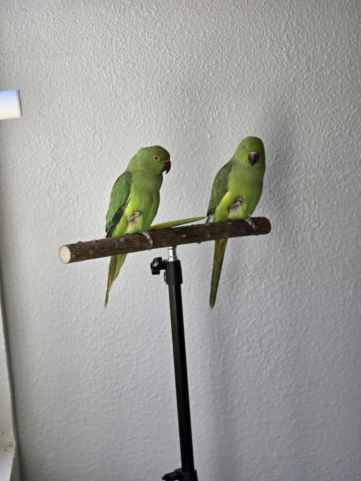 kathson 28-60inches Height Adjustable Bird Perch, Pepperwood Parrot Perch Stand, Multi-Purpose Bird Perches for Indoor and Outdoor Use customer photo 2