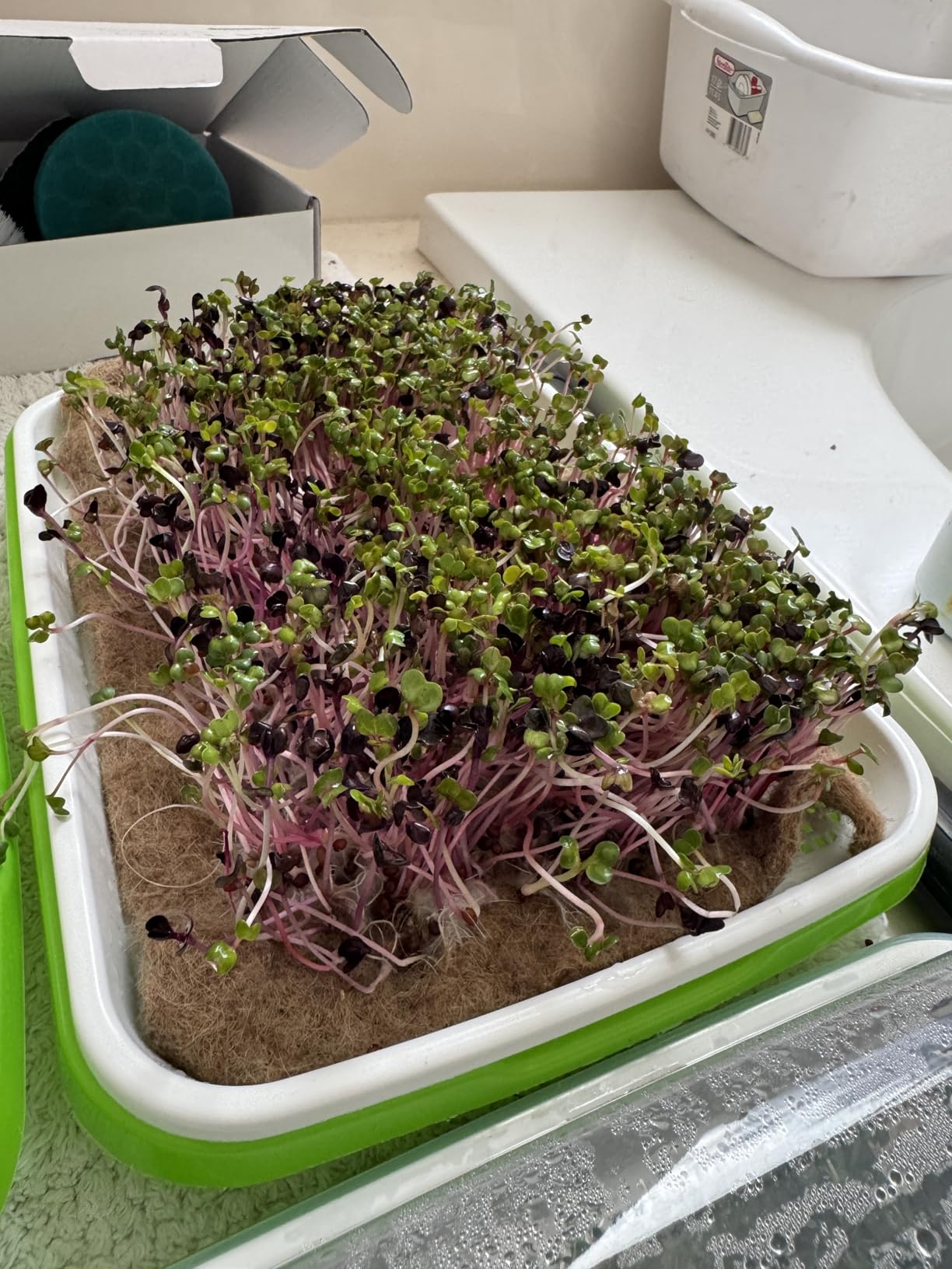 Microgreens Growing Trays with Lids and Coconut Fiber Mat, Seed Sprouter Tray with Drain Holes, Seed Starter Tray Reusable, Microgreens Growing Trays, Cat Grass Growing Kit for Indoor Cats (Pack 5) customer photo 2