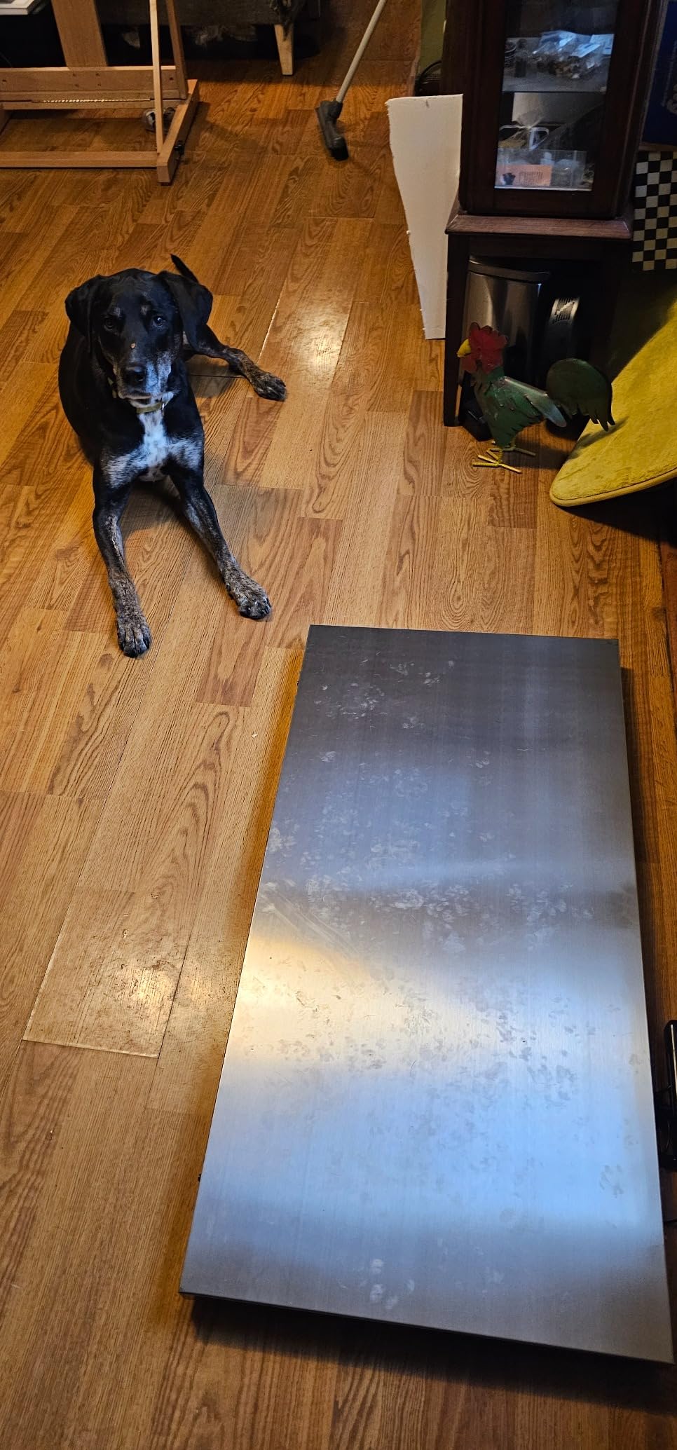 VEVOR 880Lbs x 0.2Lbs Livestock Scale Shipping Scales Large Platform 40.6x20.9Inch Stainless Steel Vet Scale Industrial Floor Scale Large Animal Dog Pig Scale Goat Weight Scale Pet Digital Scale customer photo 1