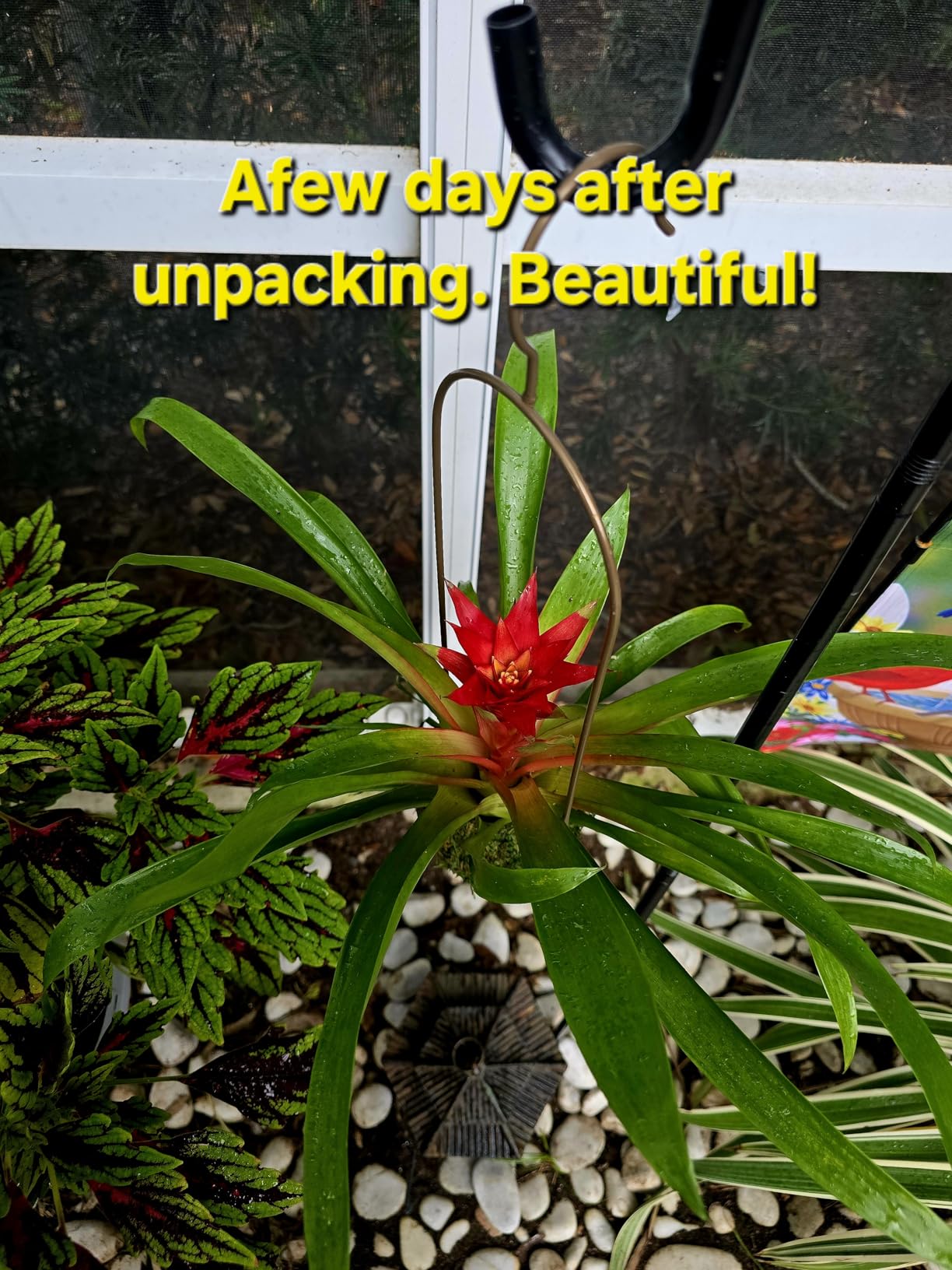 Better-Gro Bromeliad Hanging Kokedama - Decorative Planter - 12 in Tall | Indoor/outdoor, low maintenance houseplant, unique home decor customer photo 1
