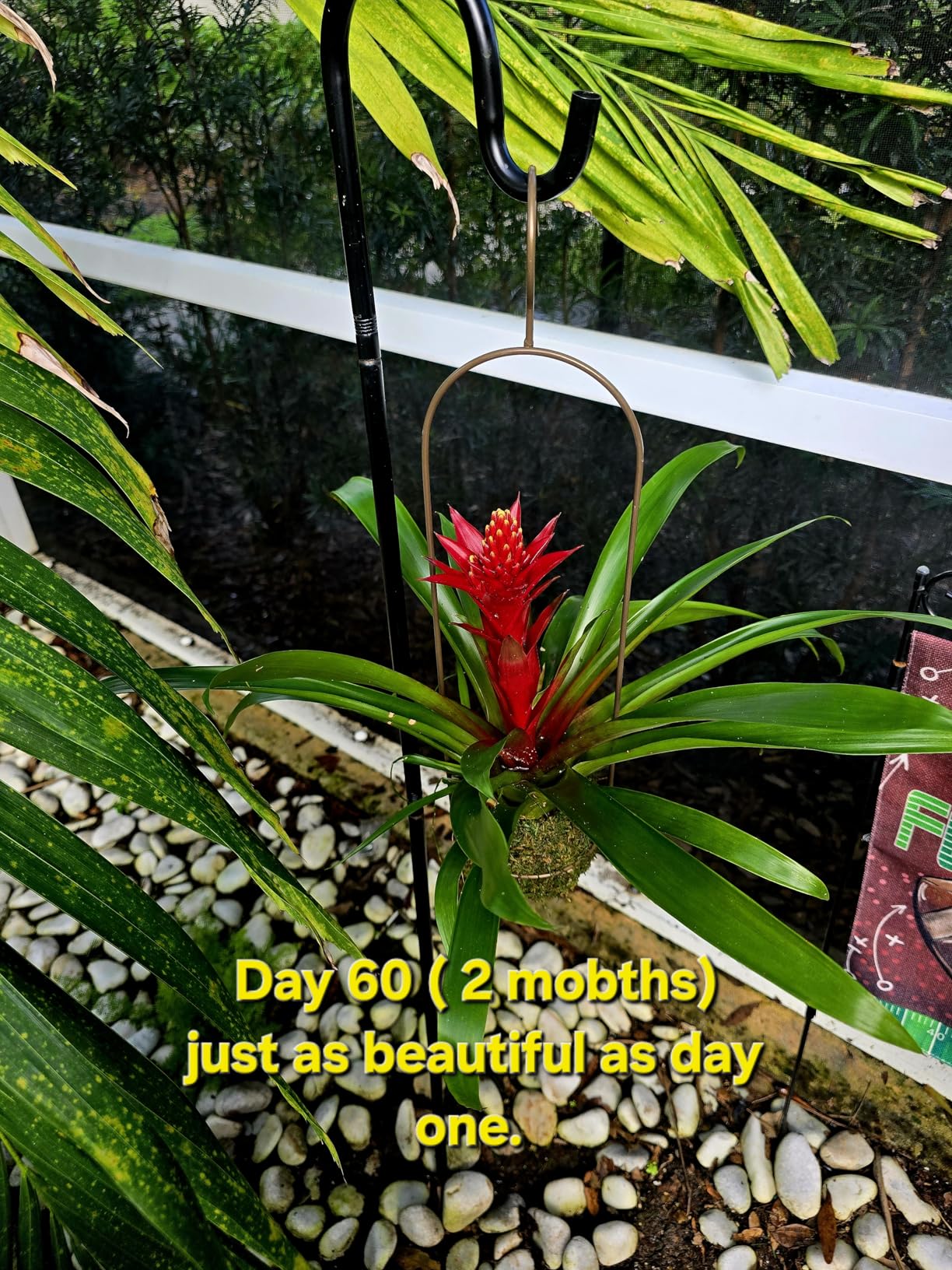 Better-Gro Bromeliad Hanging Kokedama - Decorative Planter - 12 in Tall | Indoor/outdoor, low maintenance houseplant, unique home decor customer photo 2