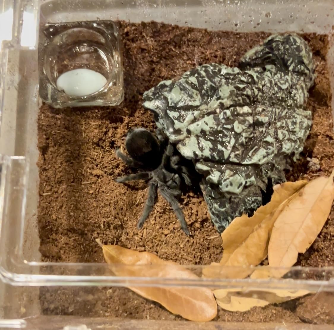 Reptile Growth Mini Reptile PC Terrarium,8x8x7 inch Amphibian Tank Starter Kit Habitat Cage,for Insect,Fish,Tarantula,Turtles,Jumping Spiders and Small Reptiles customer photo 2