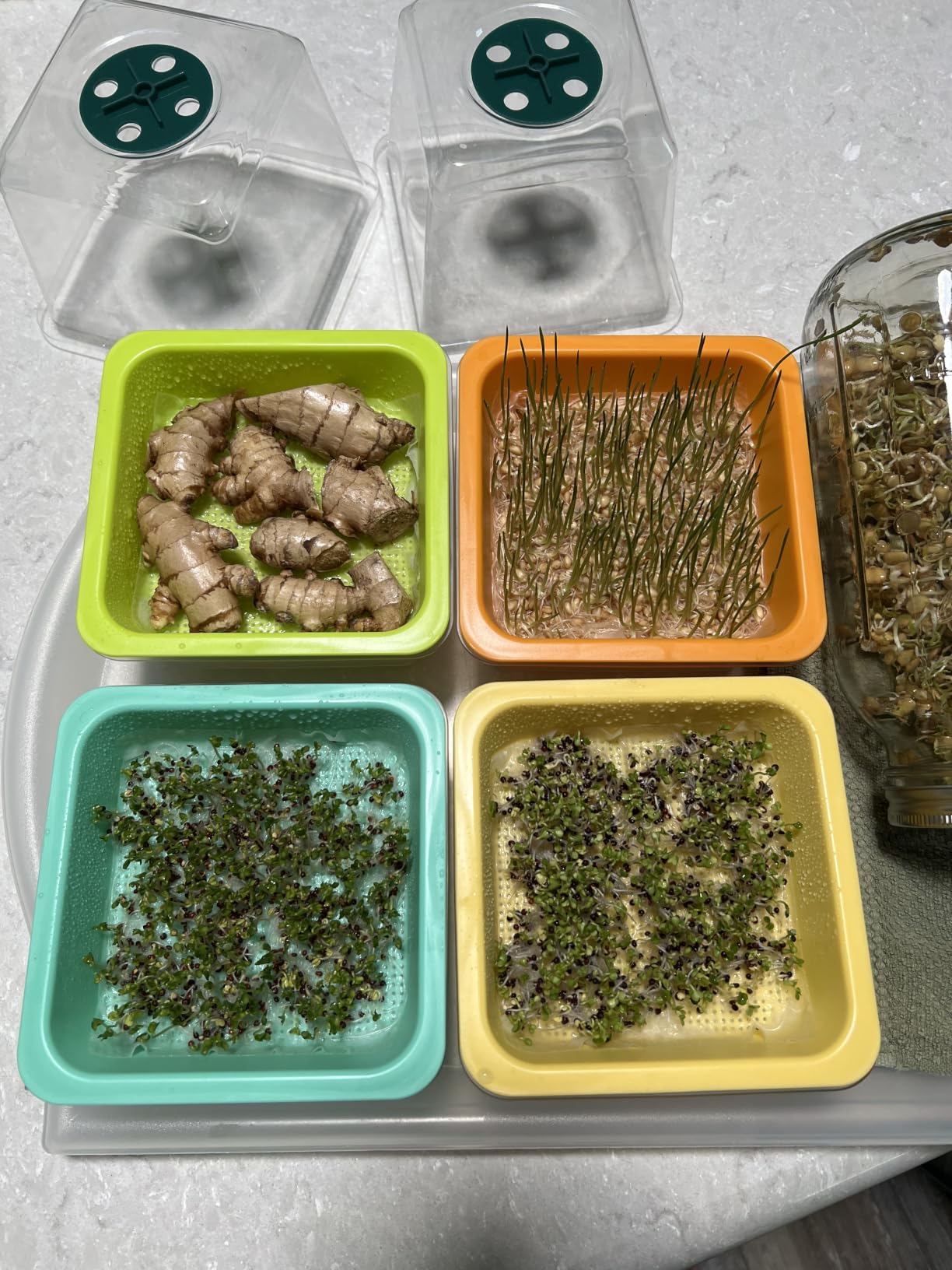 Microgreen Growing Trays, 5